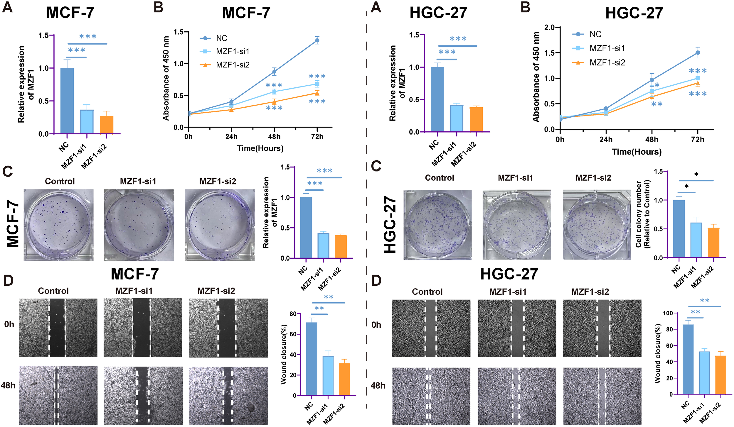 Graphs and images illustrate the effects of MZF1 knockdown in MCF-7 and HGC-27 cells. Panels A show decreased MZF1 expression in treatment groups. Panels B display cell proliferation trends over 72 hours, with reduced growth in MZF1-si1 and MZF1-si2 groups. Panel C images show fewer cell colonies post-treatment, with corresponding bar graphs. Panels D depict wound healing assays, showing decreased wound closure in MZF1 knockdown groups after 48 hours. Statistical significance is indicated by asterisks.