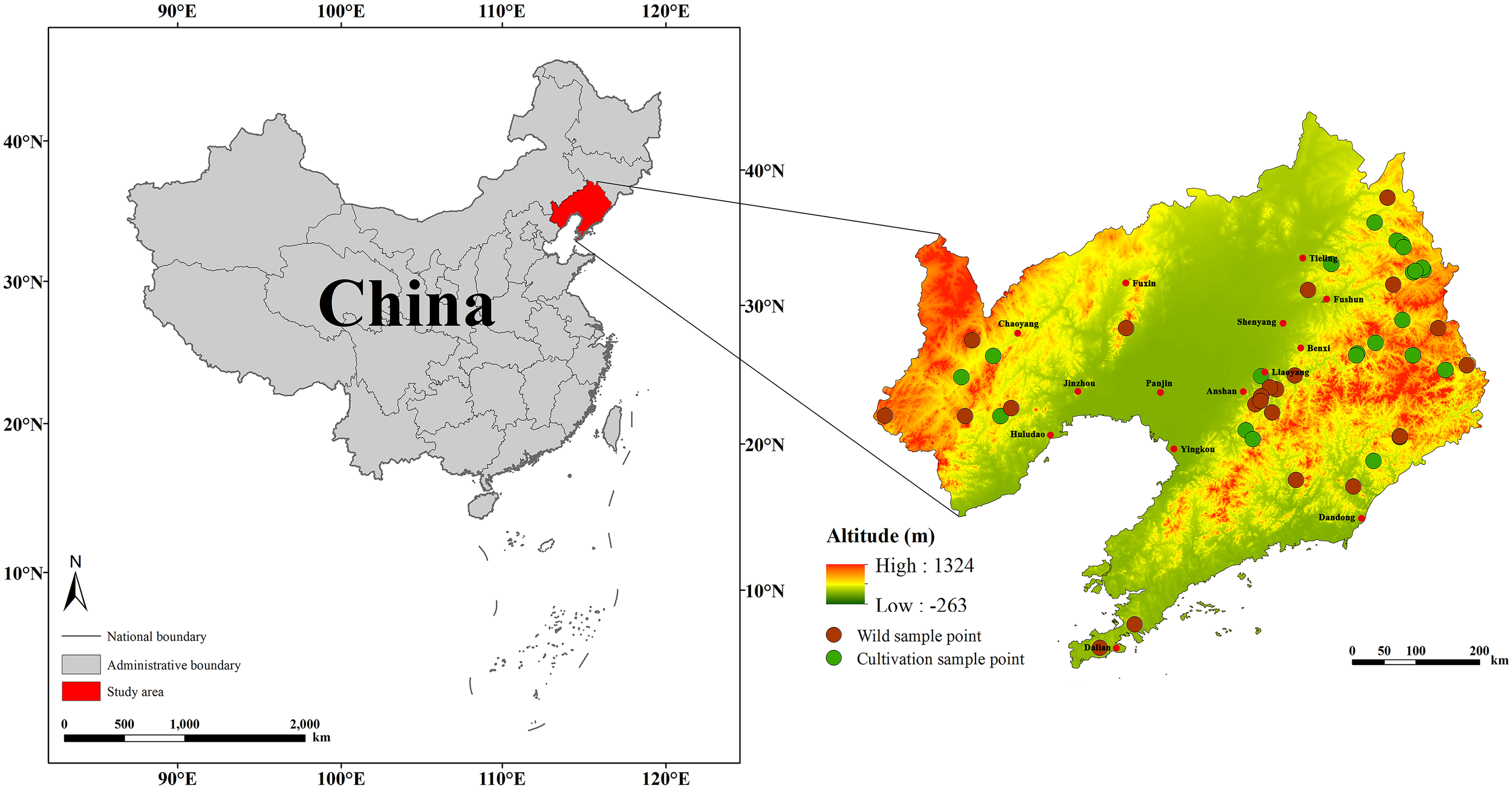 Map of China highlighting Liaoning province in red as the study area. A detailed view of Liaoning shows altitude variations with colors from green (low) to red (high). Points indicate wild and cultivation sample sites. Key cities are labeled.