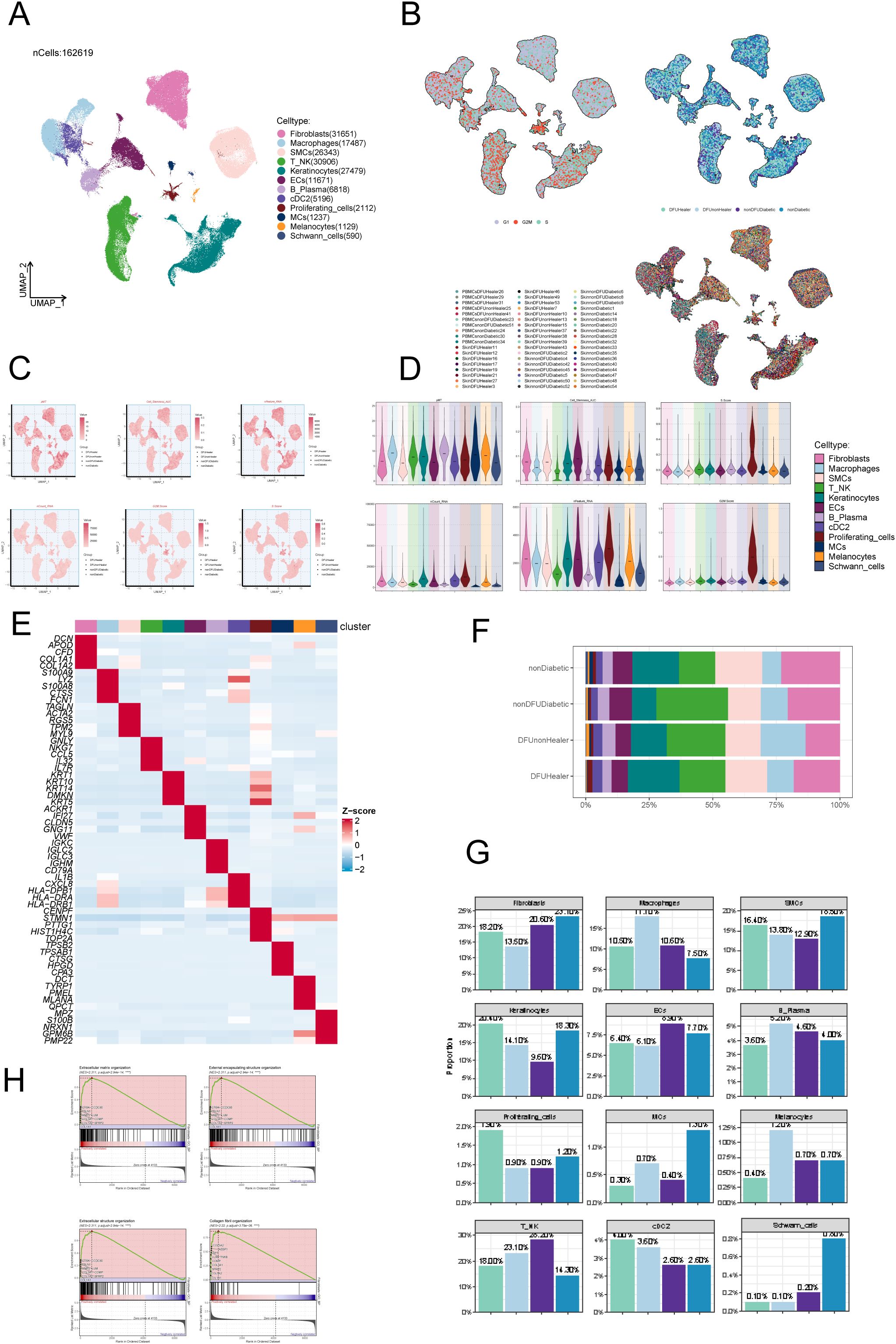 A composite of several biological data visualizations. Panel A shows a UMAP plot clustering various cell types with a legend. Panel B presents UMAP plots color-coded by different markers. Panel C includes UMAP plots highlighting specific features. Panel D features violin plots of gene expression across cell types. Panel E displays a heatmap showing Z-scores of gene expression across clusters. Panel F shows a stacked bar chart comparing four categories. Panel G consists of bar charts comparing percentages of various cell types. Panel H includes plots of gene set enrichment analysis with shaded areas.