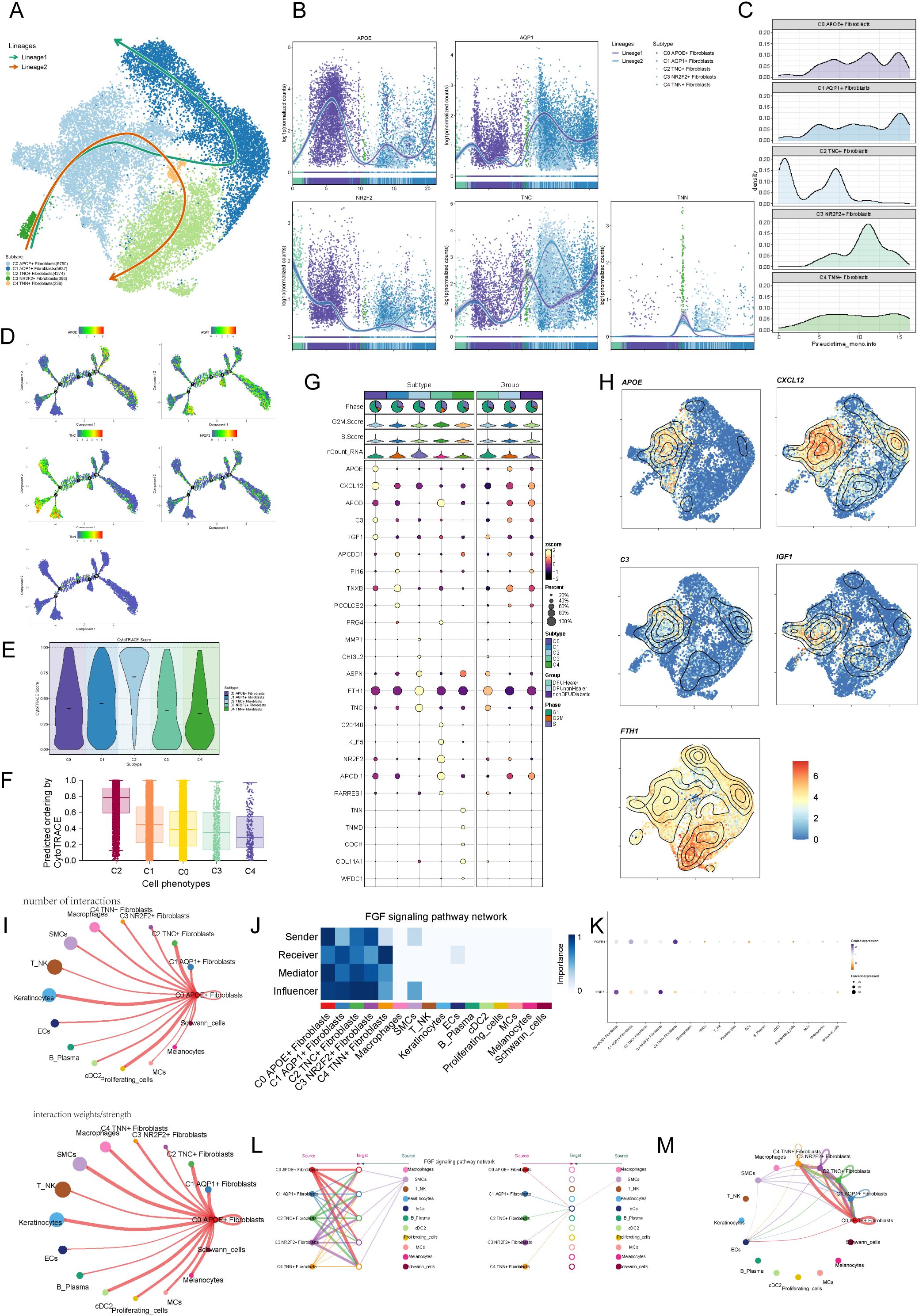 A scientific figure composed of multiple panels showing data visualizations related to cell phenotypes and signaling pathways. Panel A displays a lineage tracing plot. Panel B contains scatter plots showing gene expression levels. Panel C features density plots. Panel D includes trajectory analyses. Panel E displays violin plots of cell phenotypes. Panel F shows a bar chart of predicted gene expression. Panel G presents a dot plot matrix diagram. Panel H consists of contour plots highlighting gene expression levels. Panel I and M show network diagrams of cell interactions. Panel J features a heatmap of signaling pathways. Panel K displays a bubble chart, and Panel L shows a combined pathway and interaction map.