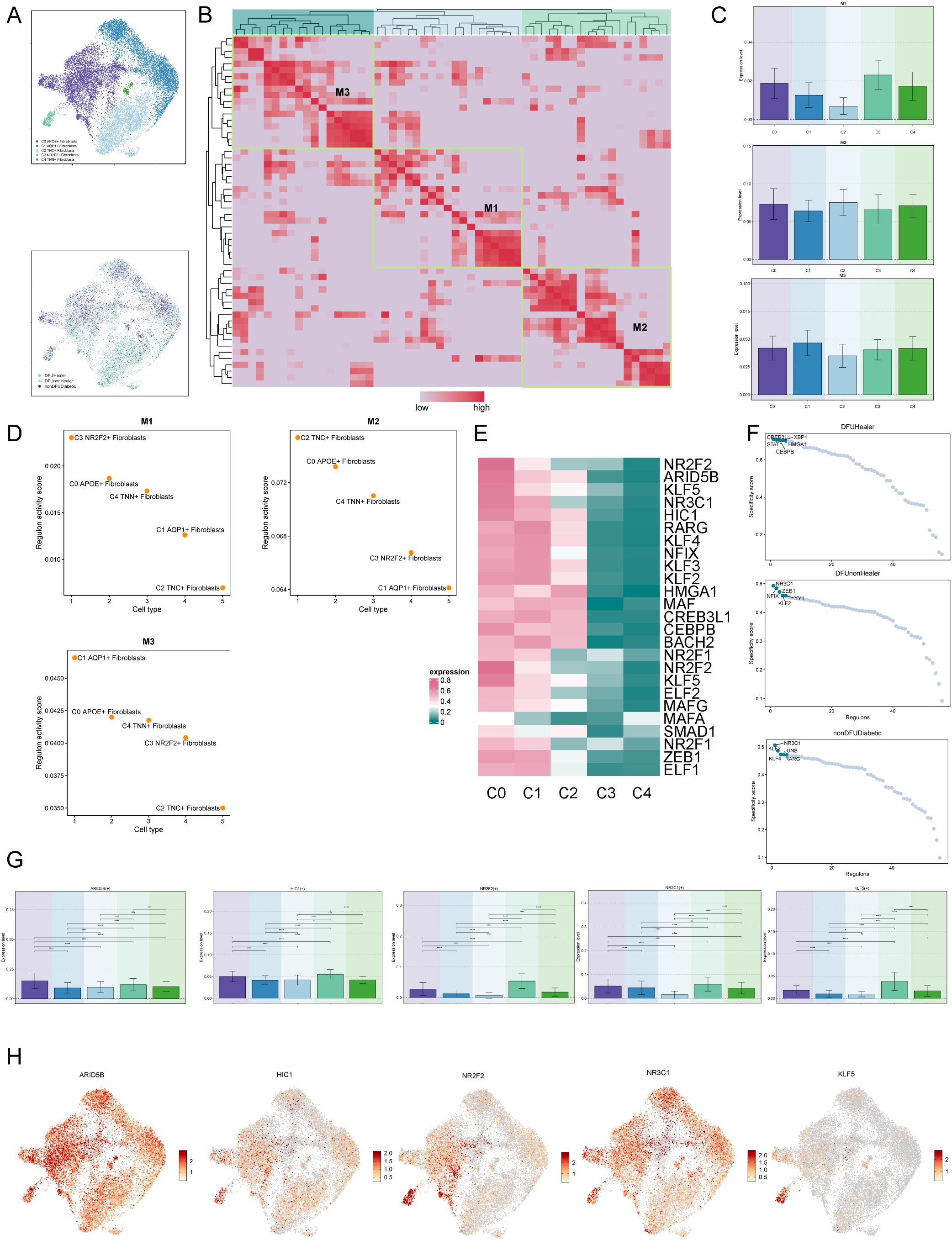 An array of graphs and heatmaps illustrating gene expression analysis. Panel A shows two scatter plots with color-coded clusters. Panel B displays a heatmap with green framed clusters marked as M1, M2, and M3, indicating high and low expression regions. Panel C includes three bar graphs with colored sections suggesting expression trends. Panel D presents scatter plots for M1, M2, and M3, associating cell types with gene scores. Panel E is a heatmap showing expression levels across conditions C0 to C4. Panel F offers two line plots comparing diabetic and non-diabetic regions. Panel G contains multiple bar charts for gene expressions across five genes. Panel H presents maps depicting expression gradients for six genes, ARID5B, HIC1, NR2F2, NR3C1, KLF5.