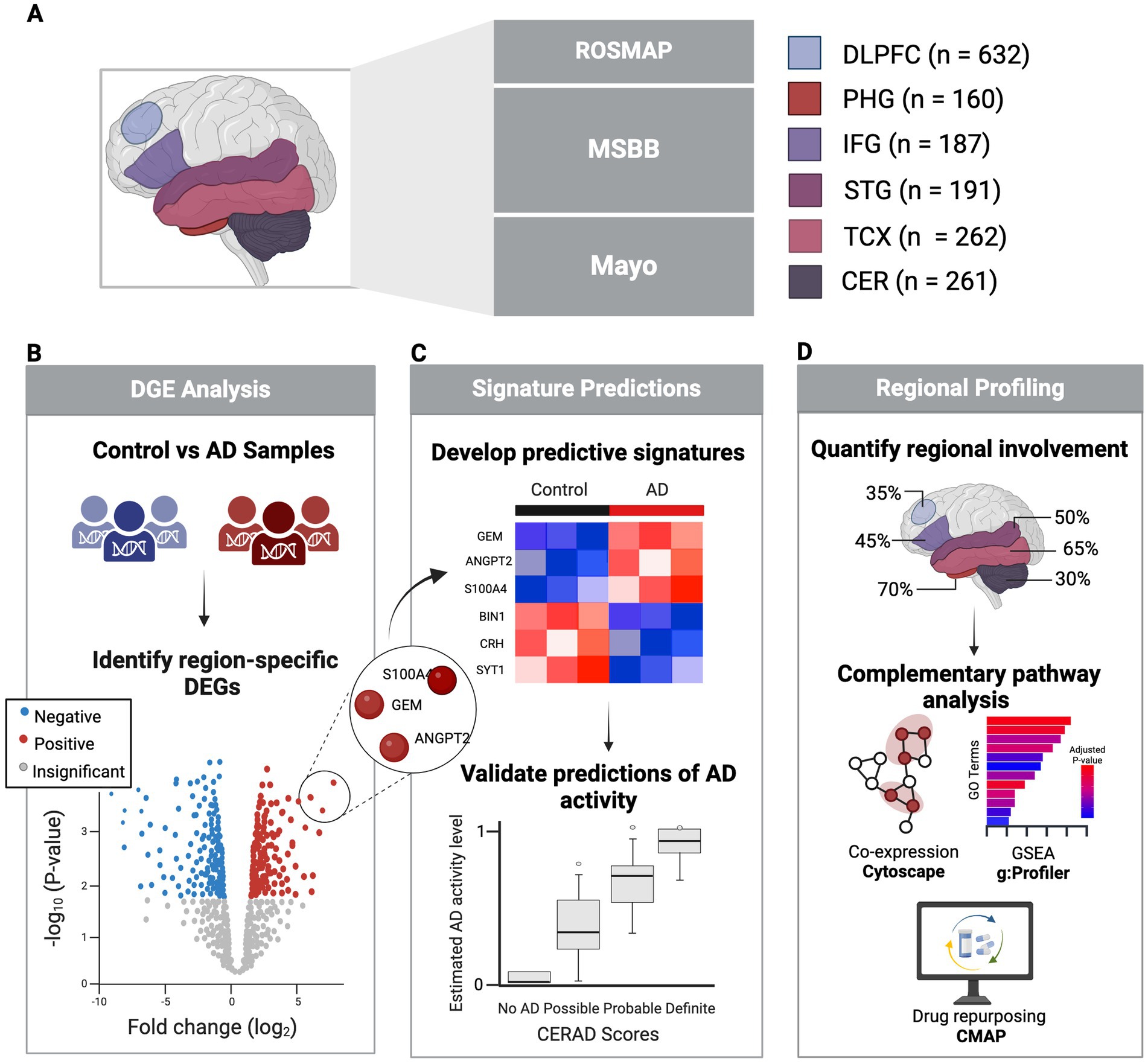 Healthy and Alzheimer’s disease postmortem brain tissue samples were collected from six regions across three major studies. DiCerentially expressed genes (DEGs) were identified in each region by comparing AD and control samples using clinical and pathological markers.These DEGs were used to develop predictive signatures to estimate ADactivity, which were validated against clinical diagnoses andneuropathological assessments. Regional profiling and pathway analyseswere then performed to examine molecular variability across brain regionsand highlight processes contributing to diCerential AD involvement.