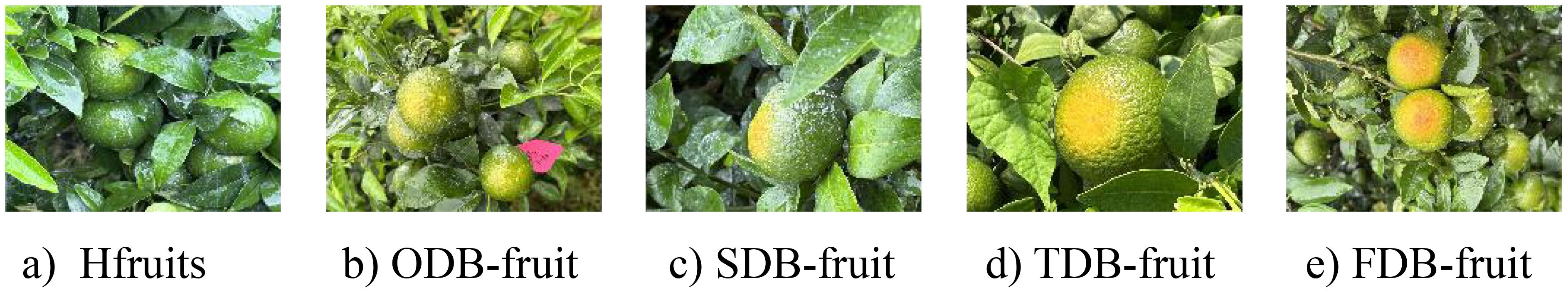 a) “Hfruits”: Healthy fruits with uniform green coloration, showing no signs of sunburn. b) “ODB-fruit”: Fruits exhibiting mild sunburn symptoms with slight yellowing. c) “SDB-fruit”: Fruits with visible discoloration, typically affecting less than 25% of the sun-exposed surface. d) “TDB-fruit”: Fruits with moderate sunburn damage, where 25%–66.7% of the sun-facing area is affected, potentially accompanied by shrinkage or texture changes. e) “FDB-fruit”: Fruits suffering from severe sunburn, with more than 66.7% of the exposed surface discolored (deep yellow or brown), often accompanied by surface hardening or collapse.