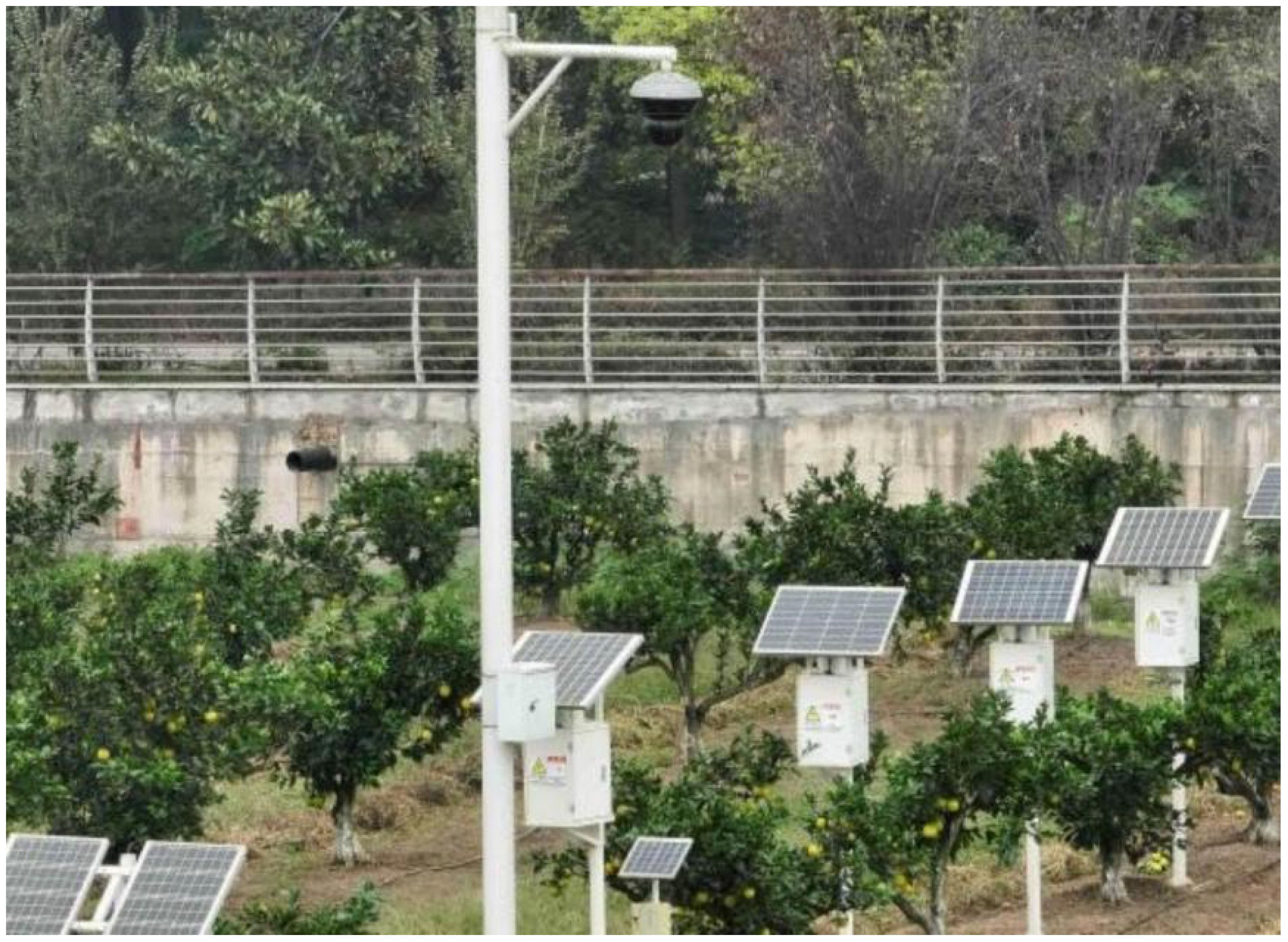 A small orchard with rows of fruit trees, each tree equipped with a solar panel mounted on a white pole. There is a surveillance camera positioned on a taller pole in the foreground. A railing and trees are visible in the background.