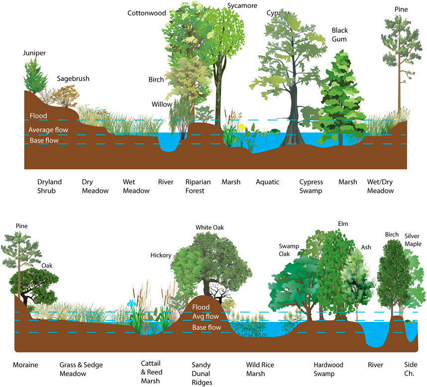 Illustration of a cross-section of a landscape showing different vegetation zones. From left to right: Dryland Shrub, Dry Meadow, Wet Meadow, Riparian Forest, Marsh, Aquatic, Swamp Forest, and Wet/Dry Meadow. Water levels are indicated as Flood, Average flow, and Base flow.