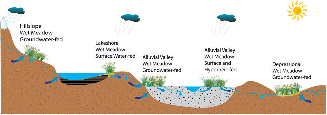 Illustration of a cross-section of different wet meadow types: Hillslope (groundwater-fed), Lakeshore (surface water-fed), Alluvial Valley (groundwater and surface/hyporheic-fed), and Depressional (groundwater-fed). Rain clouds and sun are depicted, indicating water sources and evaporation. Arrows show water flow dynamics underground.