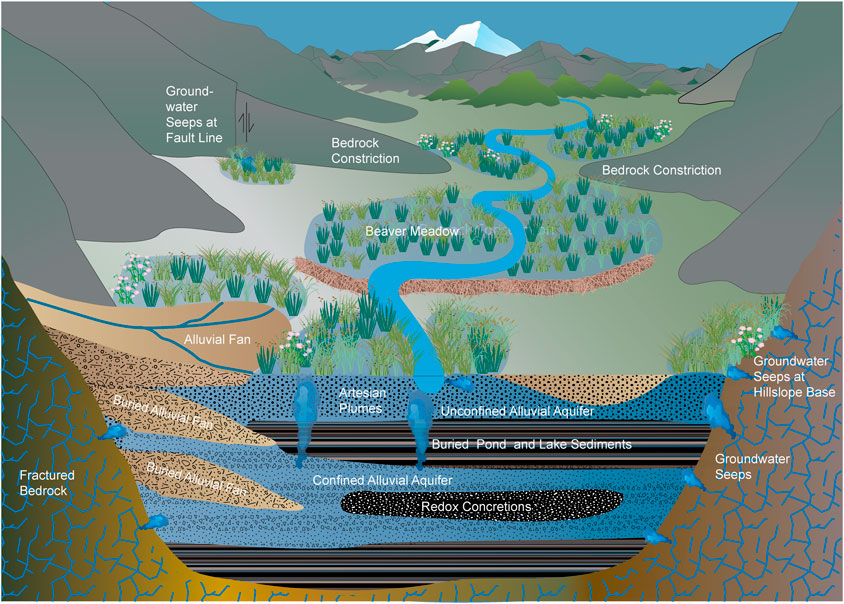 Illustration of a cross-sectional landscape showing groundwater flow and geological features. Labels identify groundwater seeps, alluvial fans, beaver meadows, artesian plumes, and aquifers. The diagram depicts bedrock constrictions, fractured bedrock, buried sediment layers, and redox concretions. A river flows through the meadow, above various subsurface water systems.