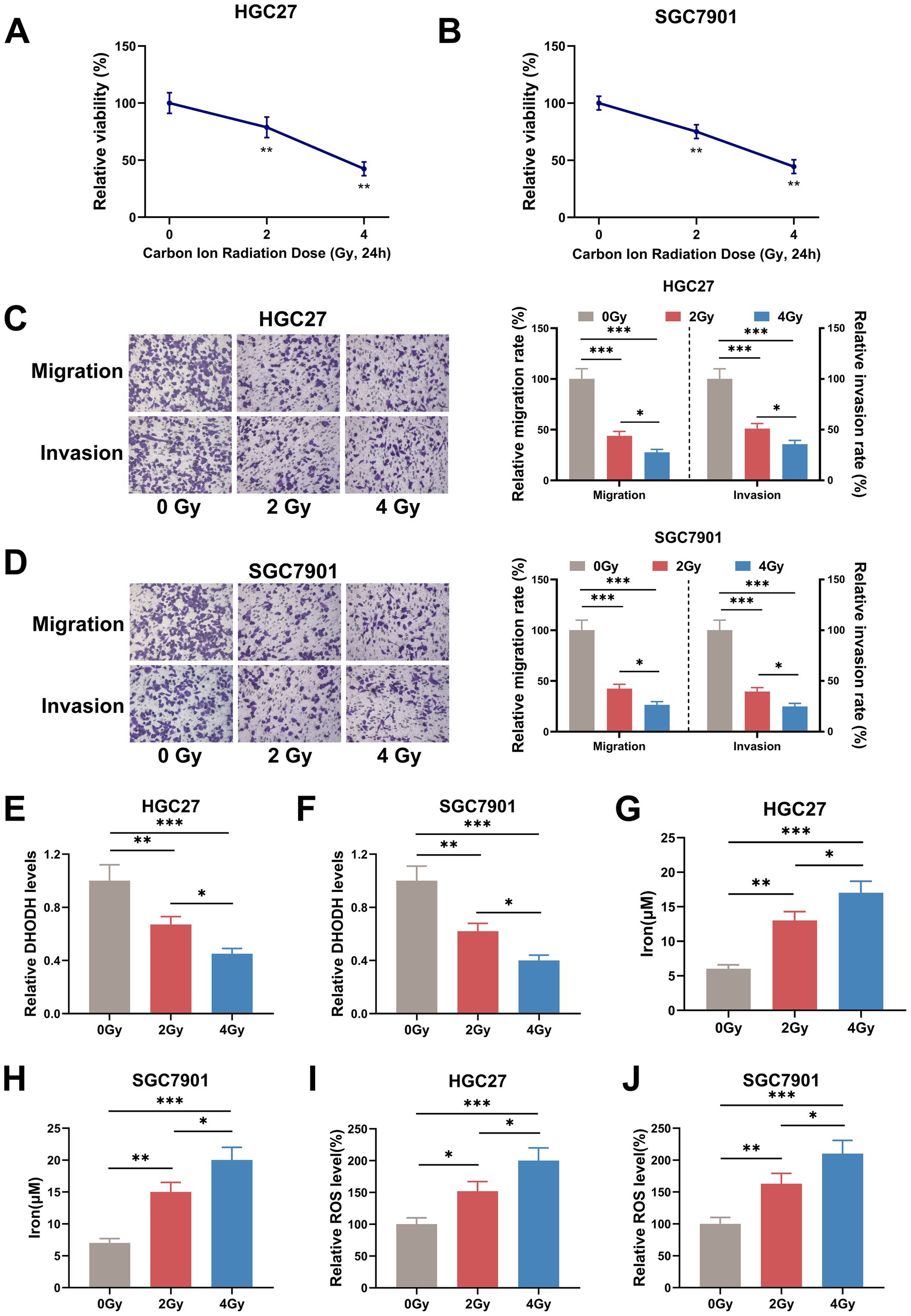 Graphs and images depicting the effects of carbon ion radiation on HGC27 and SGC7901 cells. Panels A and B show a decrease in relative viability with increasing radiation doses. Panels C and D show migration and invasion rates, with graphs indicating decreased rates at higher radiation doses. Panels E and F depict decreasing DHODH levels, while panels G and H show an increase in iron levels. Panels I and J illustrate rising ROS levels, emphasizing dose-dependent changes across all measures. Statistically significant differences are marked with asterisks.