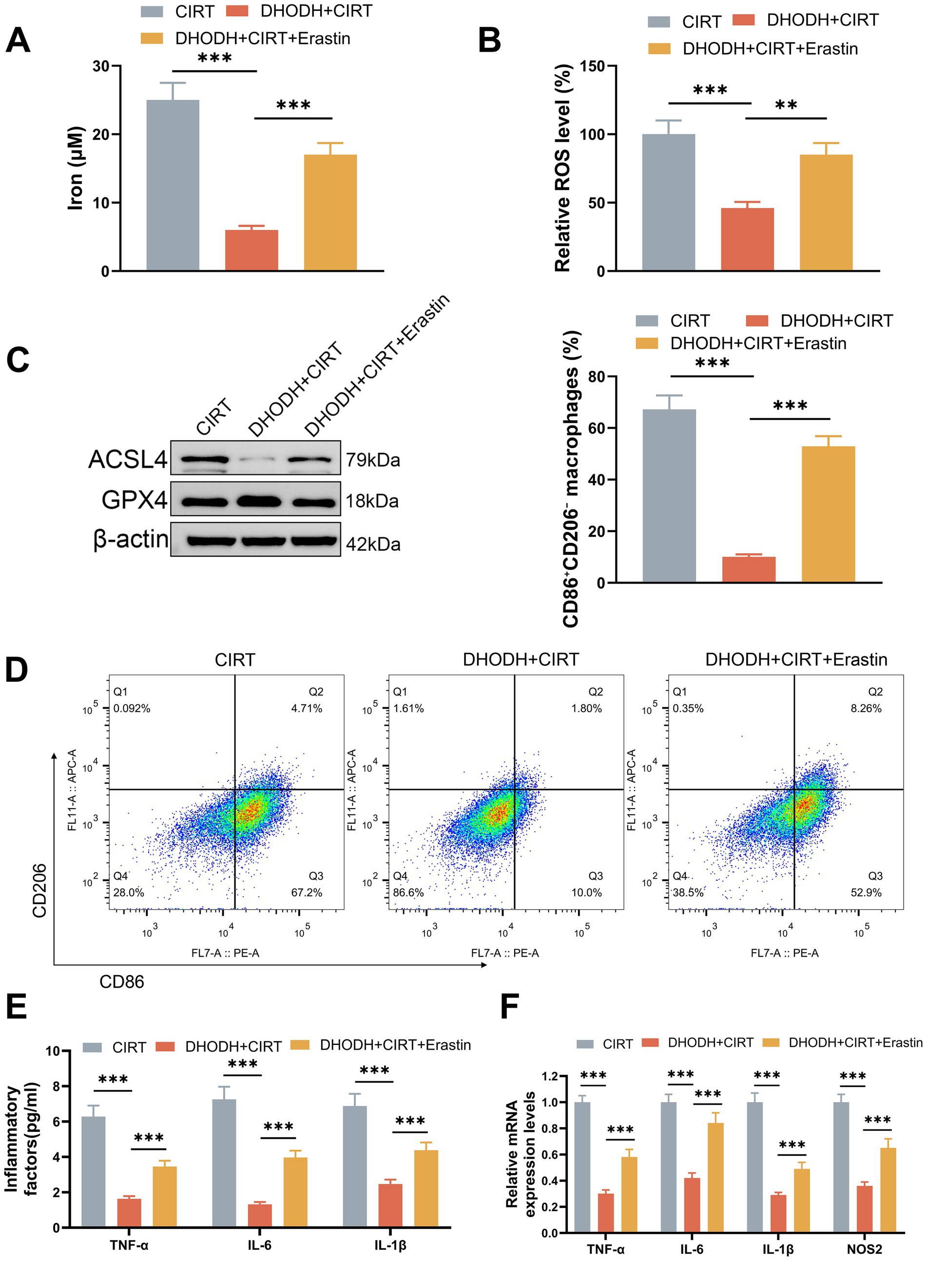 Scientific data visualization depicting several charts and a blot analysis. (A) Bar graph showing iron levels under different treatments. (B) Bar graphs displaying relative ROS levels and CD86:CD206 macrophage percentages. (C) Western blot displaying ACSL4, GPX4, and β-actin levels. (D) Scatter plots illustrating CD206 and CD86 markers under three conditions: CIRT, DHODH + CIRT, and DHODH + CIRT + Erastin. (E and F) Bar graphs comparing inflammatory factors and mRNA expression levels for TNF-α, IL-6, IL-1β, and NOS2 across treatments. Statistical significance is indicated by asterisks.