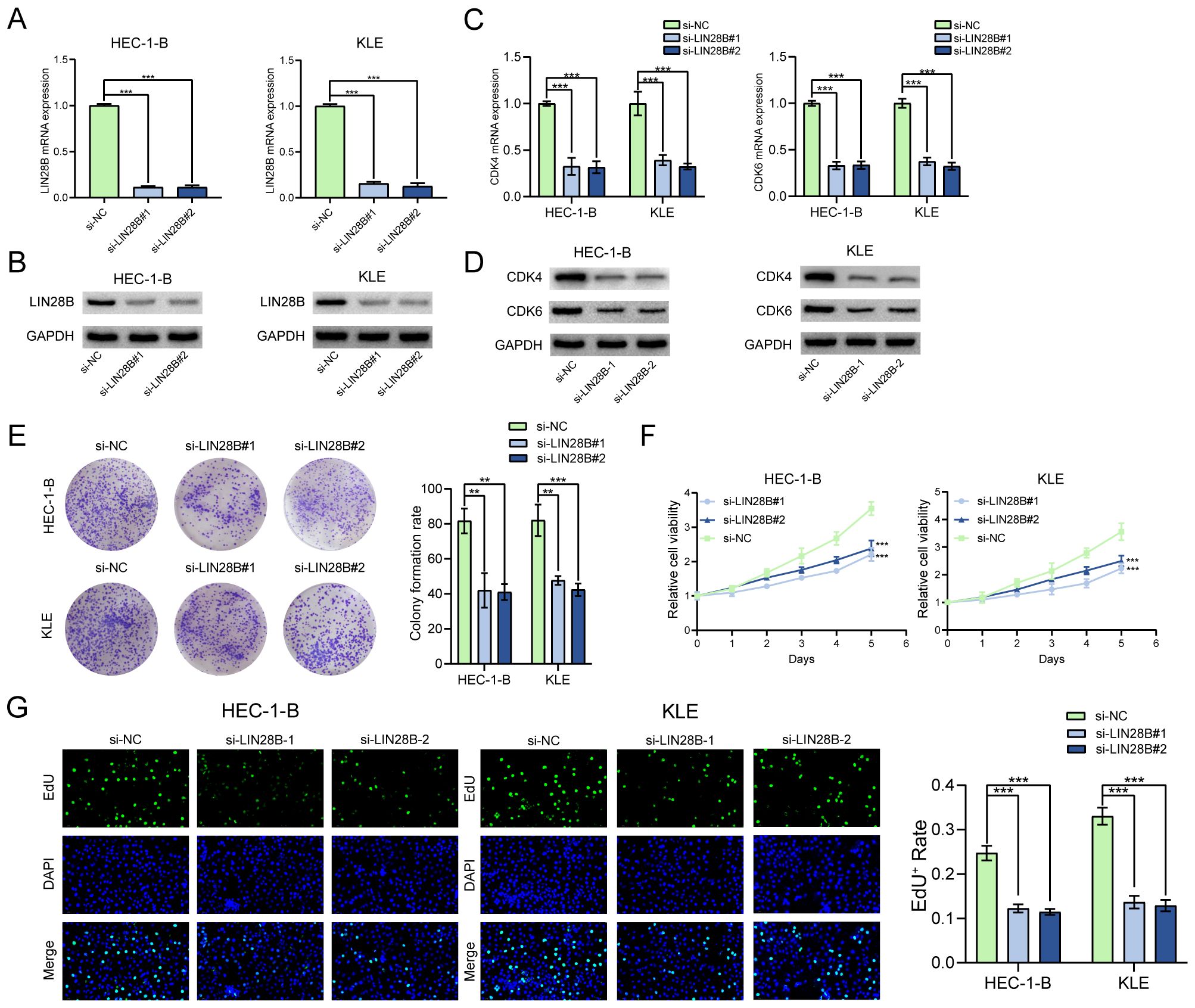 Charts and experimental data illustrate the effects of LIN28B knockdown on HEC-1-B and KLE cells. Panel A shows reduced LIN28B mRNA expression with knockdown. Panel B presents Western blots of LIN28B and GAPDH. Panel C shows CDK4 and CDK6 mRNA expression changes. Panel D exhibits CDK4, CDK6, and GAPDH Western blots. Panel E displays colony formation assays and bar graphs indicating decreased colony rates with knockdown. Panel F shows cell viability over 5 days, demonstrating reduced viability in knocked-down cells. Panel G includes fluorescence images of EdU incorporation, with quantitative analysis indicating decreased proliferation.