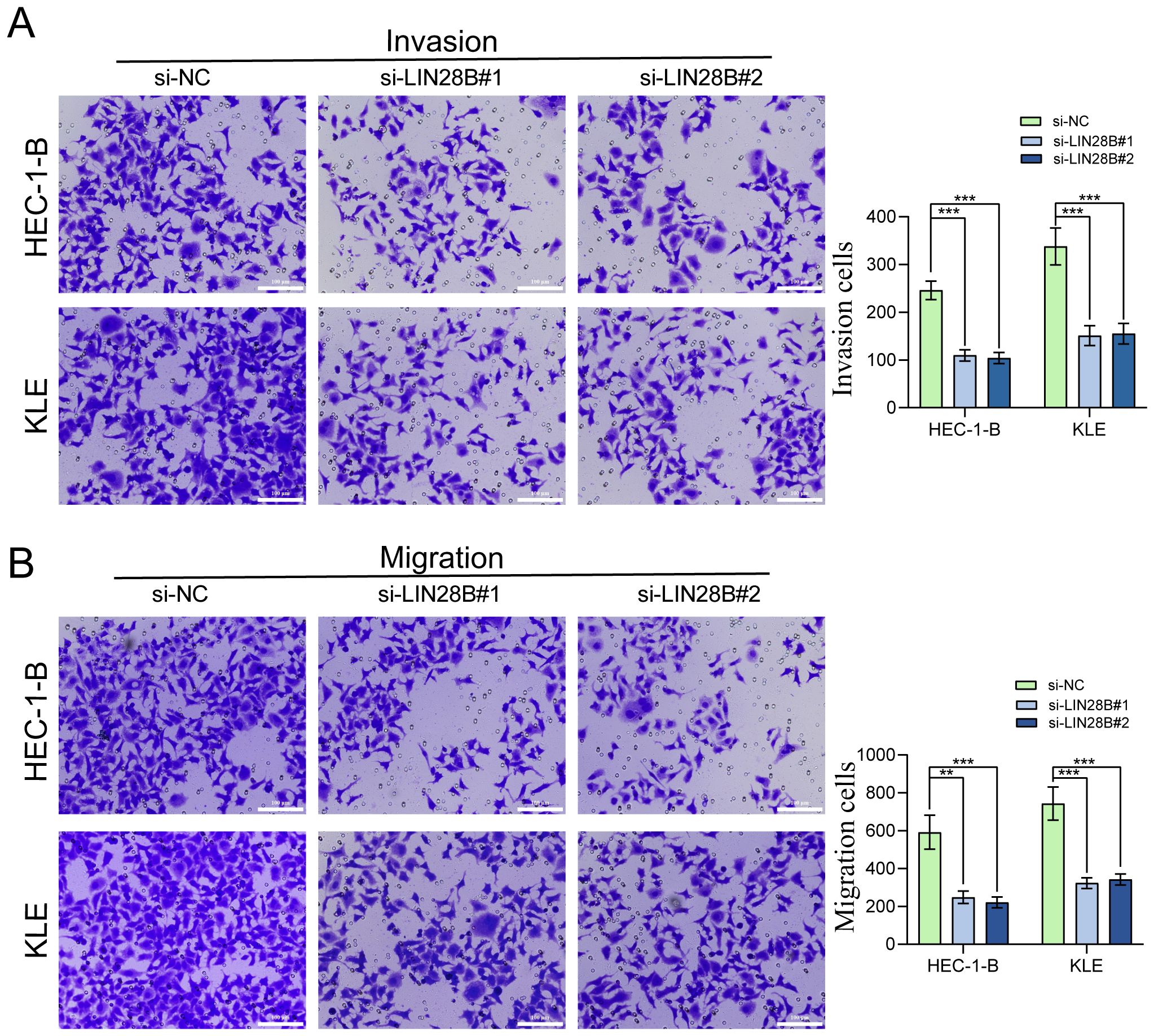 Graphs and images depict invasion and migration assays for HEC-1-B and KLE cells treated with si-NC, si-LIN28B#1, and si-LIN28B#2. In both assays, stained cells are visible, indicating varying levels of invasion and migration. Corresponding bar graphs show quantitative data, with significant differences marked by asterisks, indicating decreased invasion and migration in si-LIN28B treated groups compared to controls.
