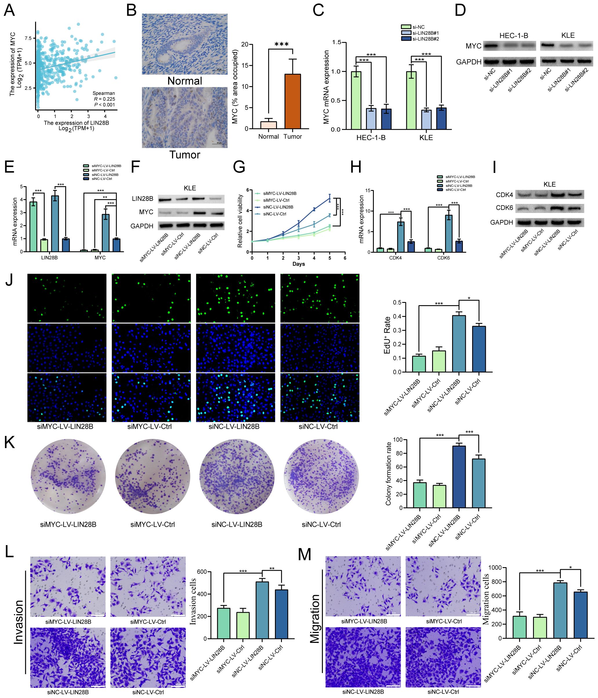 Graphical scientific data demonstrating various experiments related to MYC and LIN28B expressions. Panels show scatter plots, bar graphs, Western blots, and cell culture assays. Panel A shows a scatter plot of MYC versus LIN28B expression. Panel B illustrates tissue histology differences between normal and tumor samples with a bar graph. Panel C shows MYC expression levels in bar graphs for HEC-1-B and KLE cells. Panel D presents Western blot images for MYC in HEC-1-B and KLE. Panel E contains bar graphs summarizing mRNA expression levels. Panel F shows a Western blot for LIN28B and MYC. Panel G presents a line graph for cell viability over time. Panel H features a bar graph of mRNA expression for CDK4/6. Panel I includes a Western blot of CDK4/6. Panel J depicts cell proliferation assays with images and quantified bar graphs. Panel K shows colony formation assays with images and bar graphs. Panels L and M display invasion and migration assays with corresponding images and bar graphs.