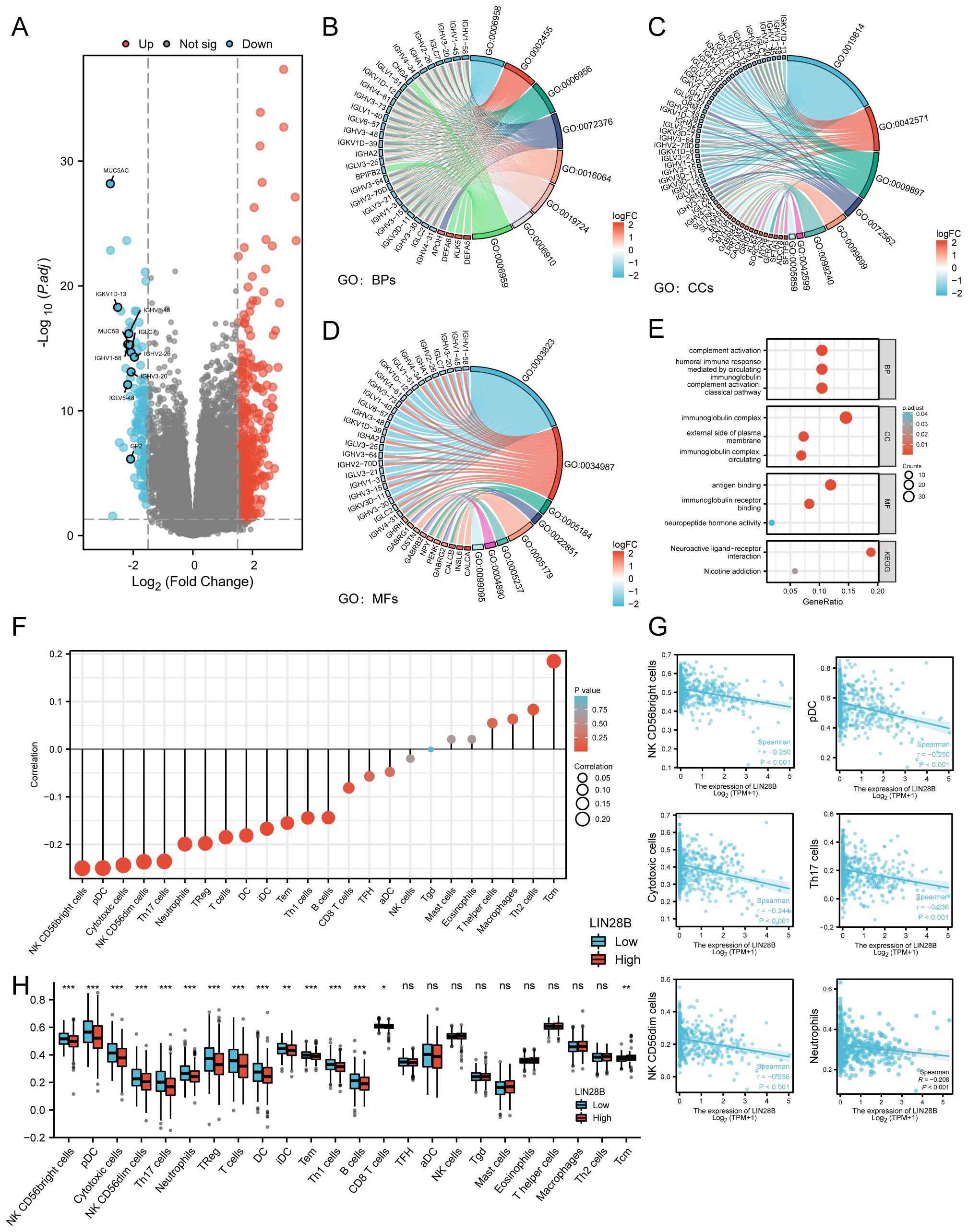 A collection of scientific charts and diagrams: A) A volcano plot showing gene expression changes with significance indicated by color coding. B-D) Circular diagrams illustrating gene ontology (GO) terms for biological processes (B), cellular components (C), and molecular functions (D), color-coded by log fold change. E) Dot plots displaying enrichment analysis results with gene ratio and adjusted p-values. F) A correlation plot with cell types on the x-axis and correlation values. G) Scatter plots showing LIN28B expression against various cell types. H) Box plots comparing LIN28B expression in different cell types, categorized as “Low” and “High”.