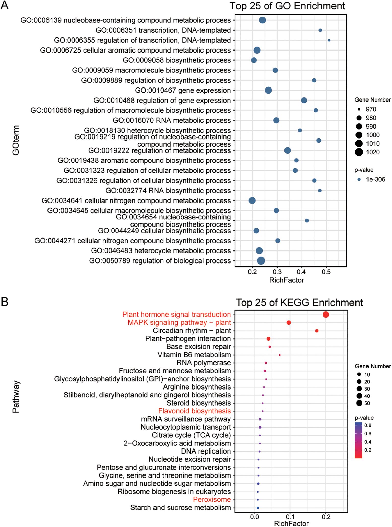 Panel A shows a dot plot of the top 25 Gene Ontology (GO) enrichment terms, indicating processes like transcription and biosynthetic processes. Dot size represents gene numbers, and color represents p-value. Panel B presents a dot plot of the top 25 KEGG pathway enrichments, highlighting pathways such as plant hormone signal transduction and MAPK signaling. Similar to panel A, dot size indicates gene numbers, and color represents p-value. Both panels use a RichFactor axis to measure term significance.
