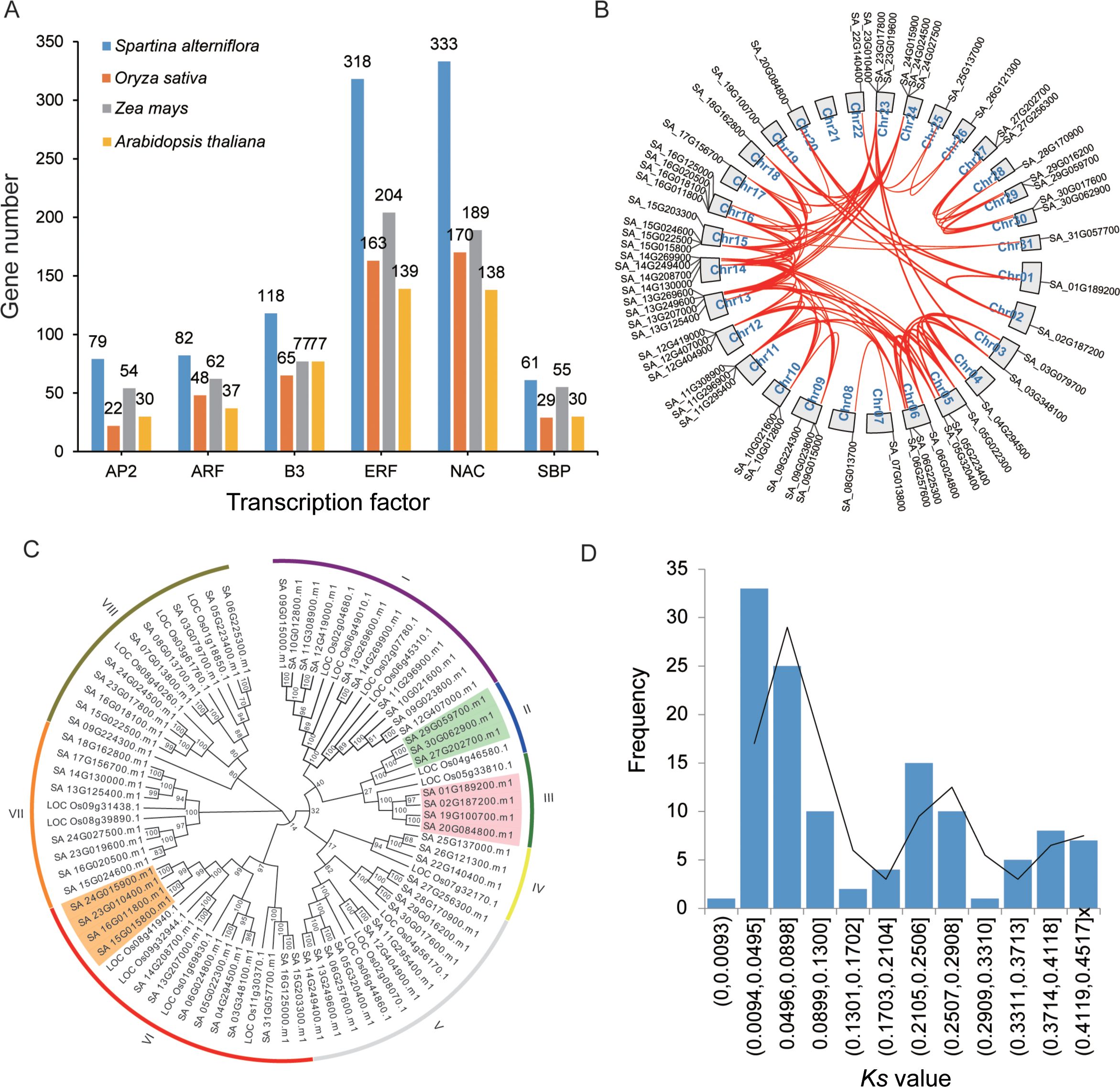 A four-part figure with: (A) Bar chart showing gene numbers across six categories for four plant species, highlighting Spartina alterniflora's higher numbers in most categories; (B) Circular diagram with red lines depicting gene duplication events across chromosomes; (C) Phylogenetic tree illustrating relationships among various genes, color-coded by subgroups; (D) Histogram displaying frequency distribution of gene-related values with a superimposed line graph.