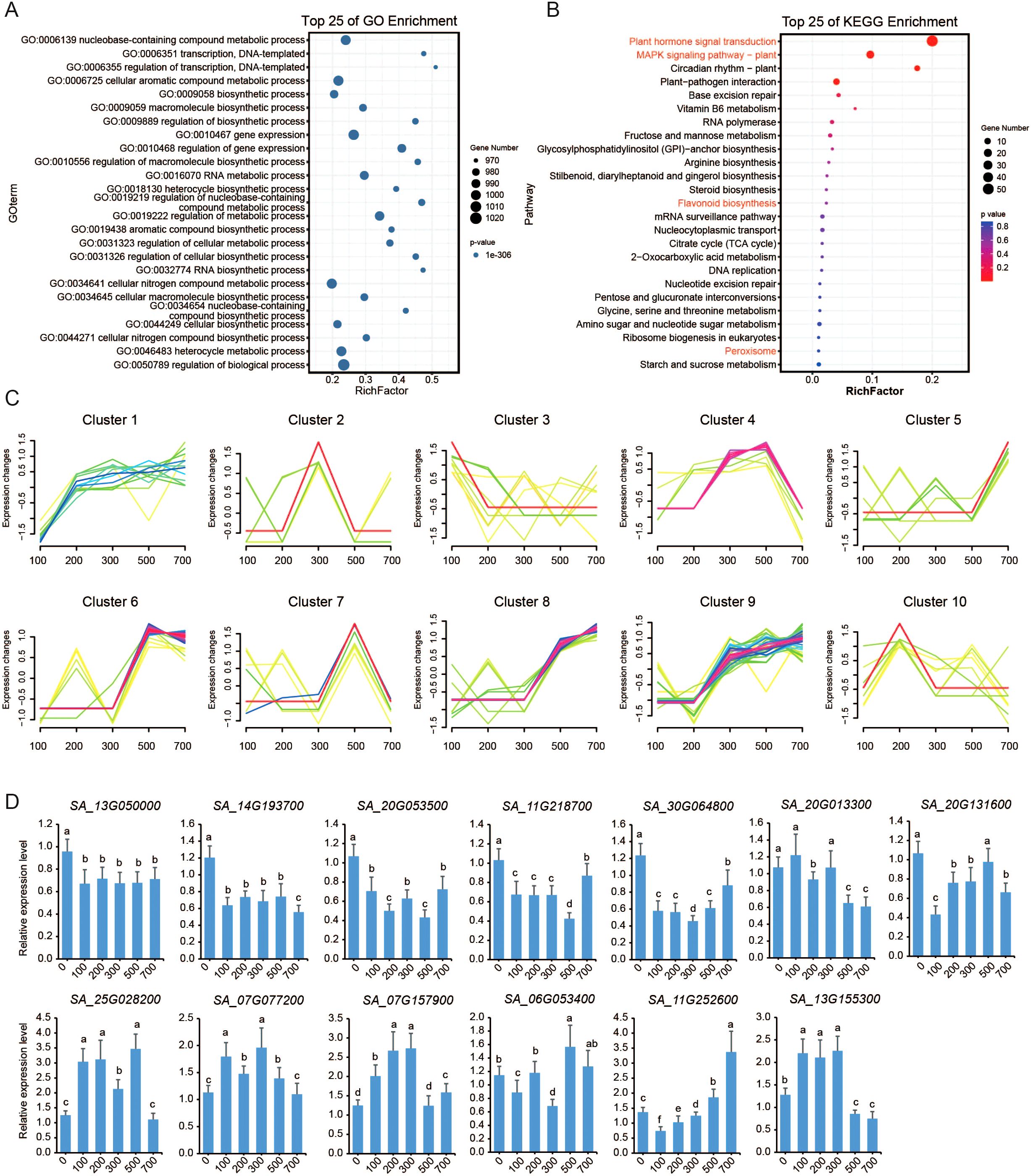 Panel A shows a bubble chart of the top 25 Gene Ontology (GO) enrichment terms with various sizes and colors representing gene numbers and p-values. Panel B displays a bubble chart of the top 25 KEGG pathway enrichments, with bubbles indicating pathway significance. Panels C and D present line graphs of gene expression patterns across ten clusters and bar charts of relative expression levels for specific genes, respectively, with labeled clusters and gene names.