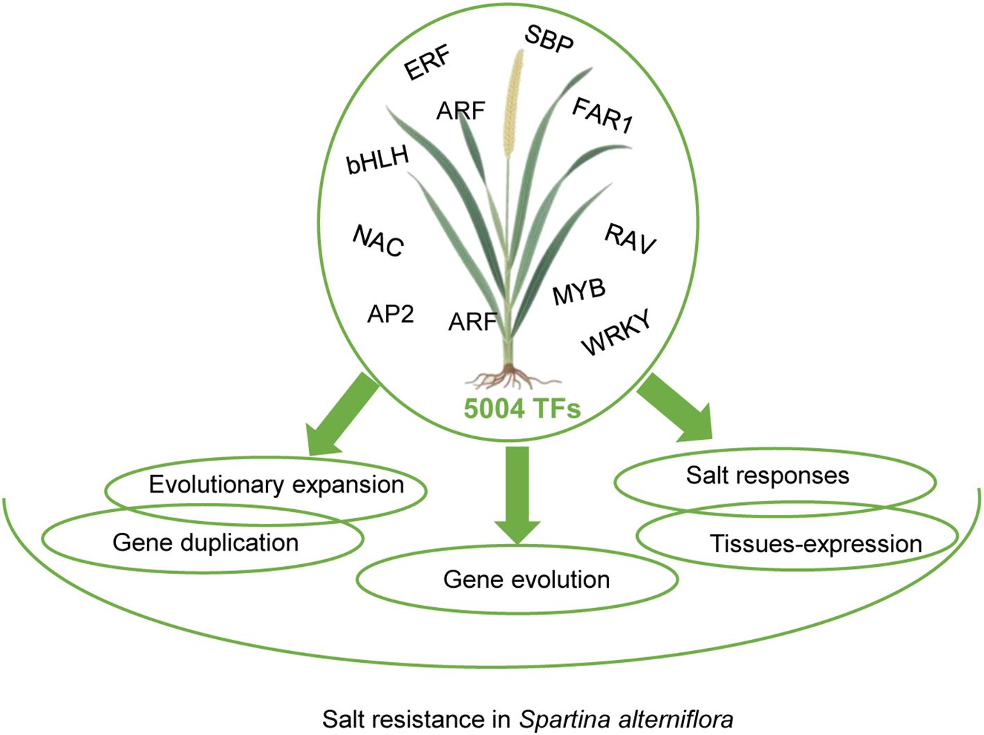 Diagram illustrating salt resistance in *Spartina alterniflora*. Central plant graphic surrounded by transcription factors: ERF, SBP, FAR1, RAV, MYB, WRKY, ARF, AP2, NAC, bHLH. Arrows point to concepts: evolutionary expansion, gene duplication, gene evolution, salt responses, and tissues expression. Labeled “5004 TFs.