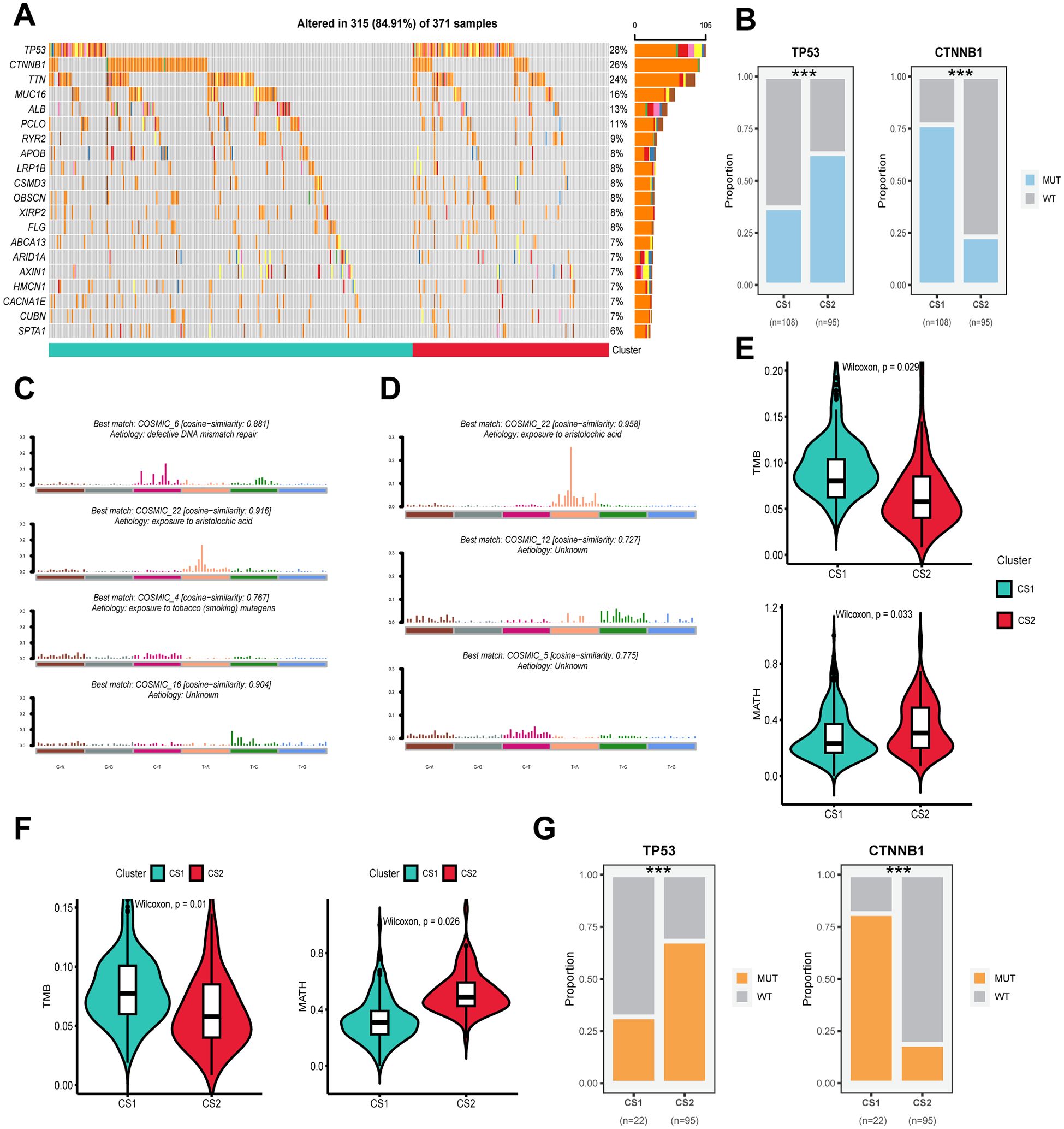 Panel A shows a heatmap of gene alterations in 315 out of 371 samples, with TP53 altered in 26% and other genes following. Panel B displays bar graphs comparing TP53 and CTNNB1 mutations across clusters CS1 and CS2. Panel C and D illustrate COSMIC matches with etiology notes. Panels E and F include violin plots for TMB and MMATH1 across clusters, highlighting statistical differences. Panel G features bar graphs further comparing TP53 and CTNNB1 proportions in small sample sets.