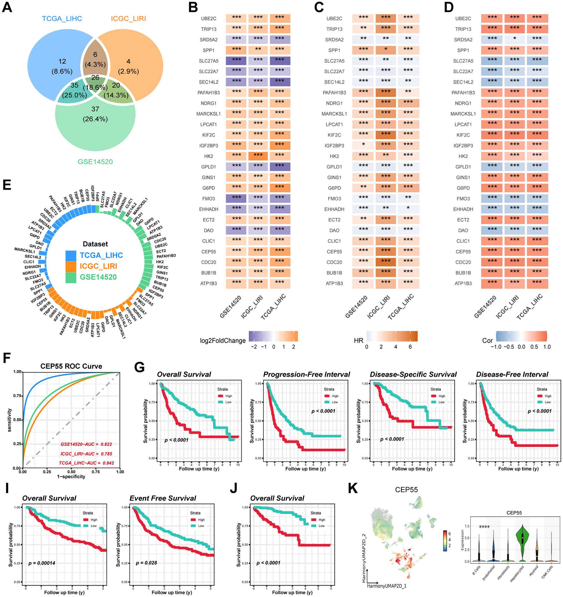 A complex scientific figure with multiple panels. Panel A shows a Venn diagram comparing gene datasets from TCGA_LIHC, ICGC_LIRI, and GSE14520. Panels B, C, and D display heat maps of gene expression, hazard ratios, and correlations across these datasets. Panel E presents a circular bar plot of datasets. Panel F contains ROC curves for CEP55, indicating predictive accuracy. Panels G, I, and J show Kaplan-Meier survival curves for various survival metrics, illustrating statistical significance. Panel K includes a UMAP plot and violin plot for CEP55 expression levels.
