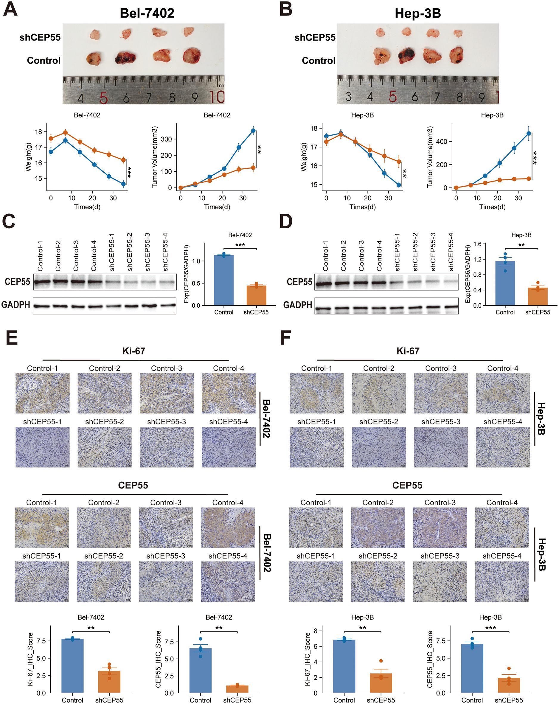 Panels A and B show tumor tissue samples and graphs comparing weight and tumor volume over time for Bel-7402 and Hep-3B lines, with control and shCEP55 treatments. Panels C and D display Western blot results for CEP55 and GAPDH, including quantitative bar charts. Panels E and F present immunohistochemistry images for Ki-67 and CEP55 markers in Bel-7402 and Hep-3B, with corresponding IHC scores in bar charts. Differences in treatment effects are highlighted statistically.