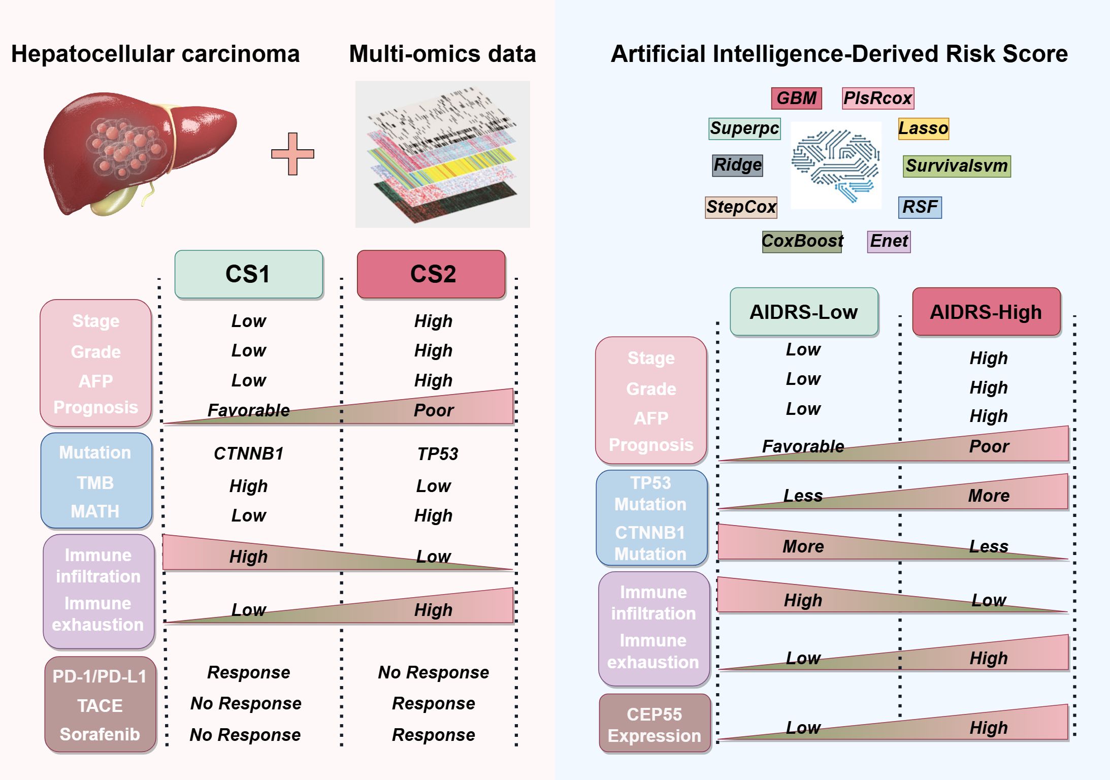 Hepatocellular carcinoma image showing comparisons between clinical subtypes (CS1 and CS2) and artificial intelligence-derived risk scores (AIDRS-Low and AIDRS-High). Each section lists variables like stage, mutation, and prognosis. CS1 has low values with CTNNB1 mutation and favorable prognosis, while CS2 has high values with TP53 mutation and poor prognosis. AIDRS-Low mirrors CS1 with more favorable outcomes, whereas AIDRS-High mirrors CS2 with high values and poor prognosis. AI methods like GBM and Lasso are noted. Variables such as immune infiltration and drug response are compared.