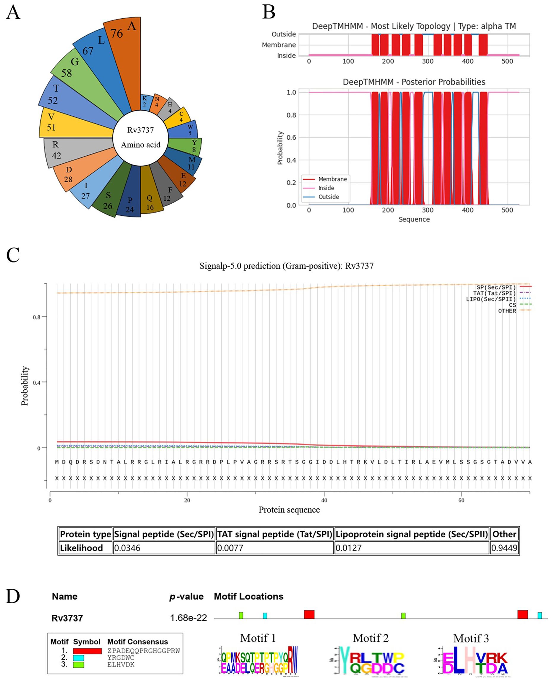Hierarchical chart, bar graph, and probability plots analyze protein Rv3737. A: Circular plot shows amino acid frequencies, with A at 76 and L at 67 being the highest. B: Probability bar graph for membrane topology using DeepTMHMM, with the peptide sequence likely in the membrane. C: SignalP-5.0 prediction plot indicates low signal peptide likelihood, with values: Sec/SPI 0.0346, Tat/SPI 0.0077, lipo 0.0127. D: Visualization shows motif consensus sequences and p-value 1.68e-22. Different motifs are color-coded.