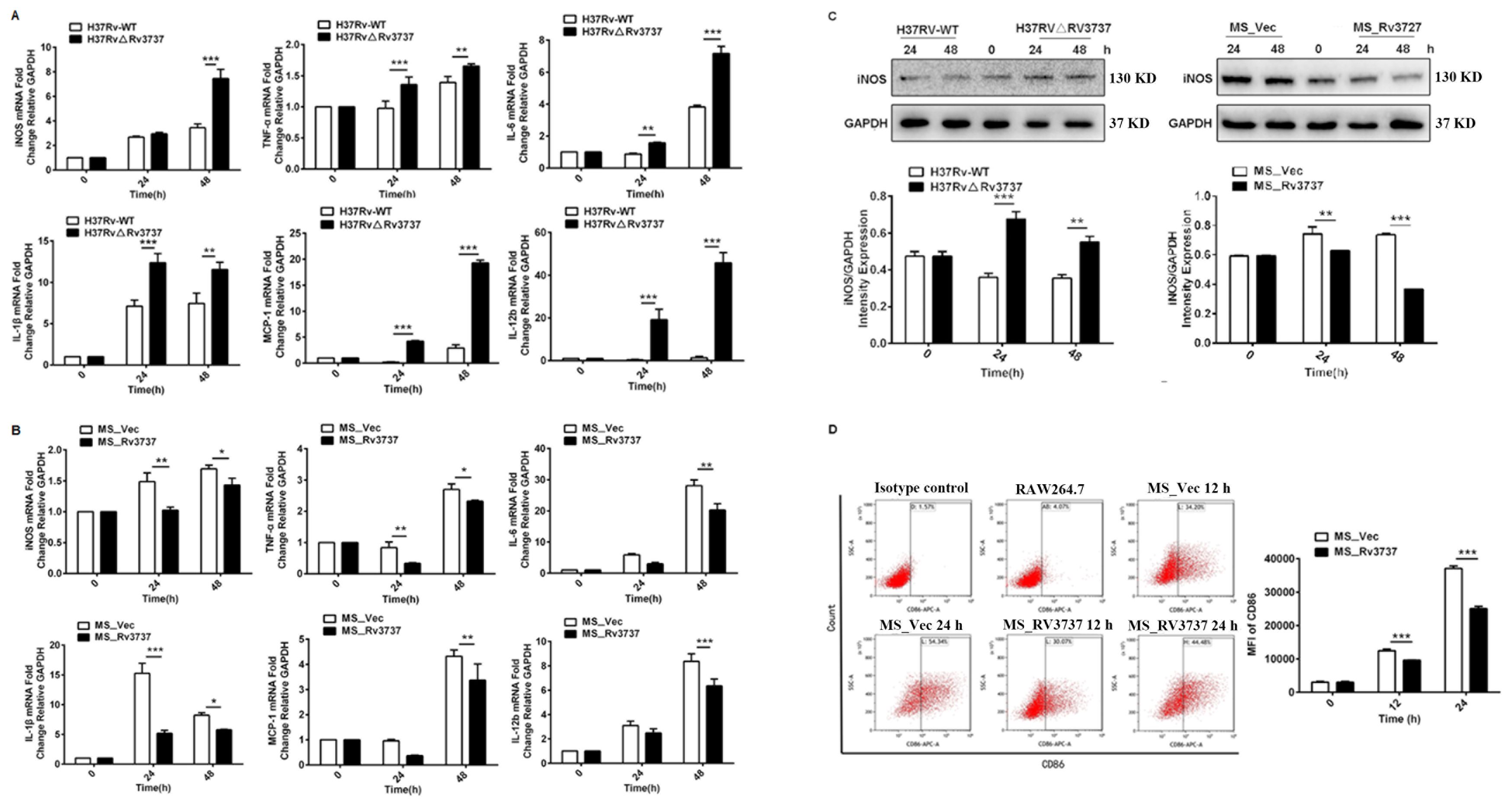 Graphs and panels illustrate gene expression, protein analysis, and flow cytometry data. Section A shows mRNA fold changes over time for several genes comparing H37Rv-WT and H37RvΔRV3737. Section B displays similar data for MS_Vec and MS_Rv3737. Panel C presents western blot images and graphs of iNOS intensity expression with GAPDH as a control in different conditions. Section D includes flow cytometry plots and a bar graph depicting CD86 expression over time in various treatments, highlighting significant differences with asterisks.