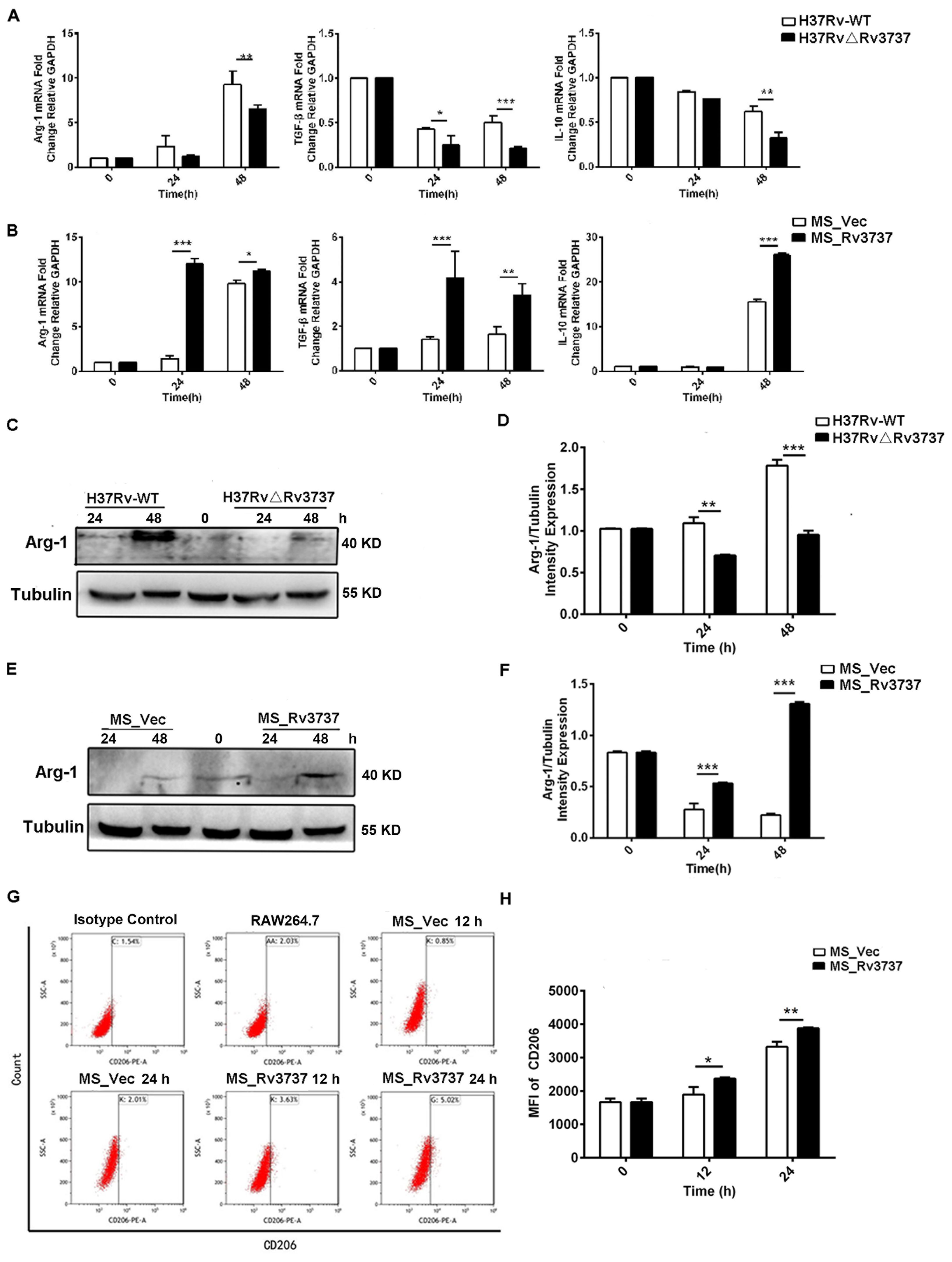 Composite image showing various scientific charts and graphs analyzing gene expression and protein levels. Panels A and B display bar graphs of mRNA fold changes in Arginase-1, TGF-beta, IL-10, and IL-6 at different time points for H37Rv-WT, H37RvΔRv3737, MS_Vec, and MS_Rv3737. Panels C and E show Western blot results for Arg-1 and Tubulin proteins with corresponding densities. Panels D and F provide bar graphs quantifying Arg-1 relative to Tubulin. Panel G includes dot plots for CD206 marker expression in different conditions, while Panel H presents a bar graph of mean fluorescence intensity (MFI) for CD206 across time points. Statistical significance is denoted by asterisks.