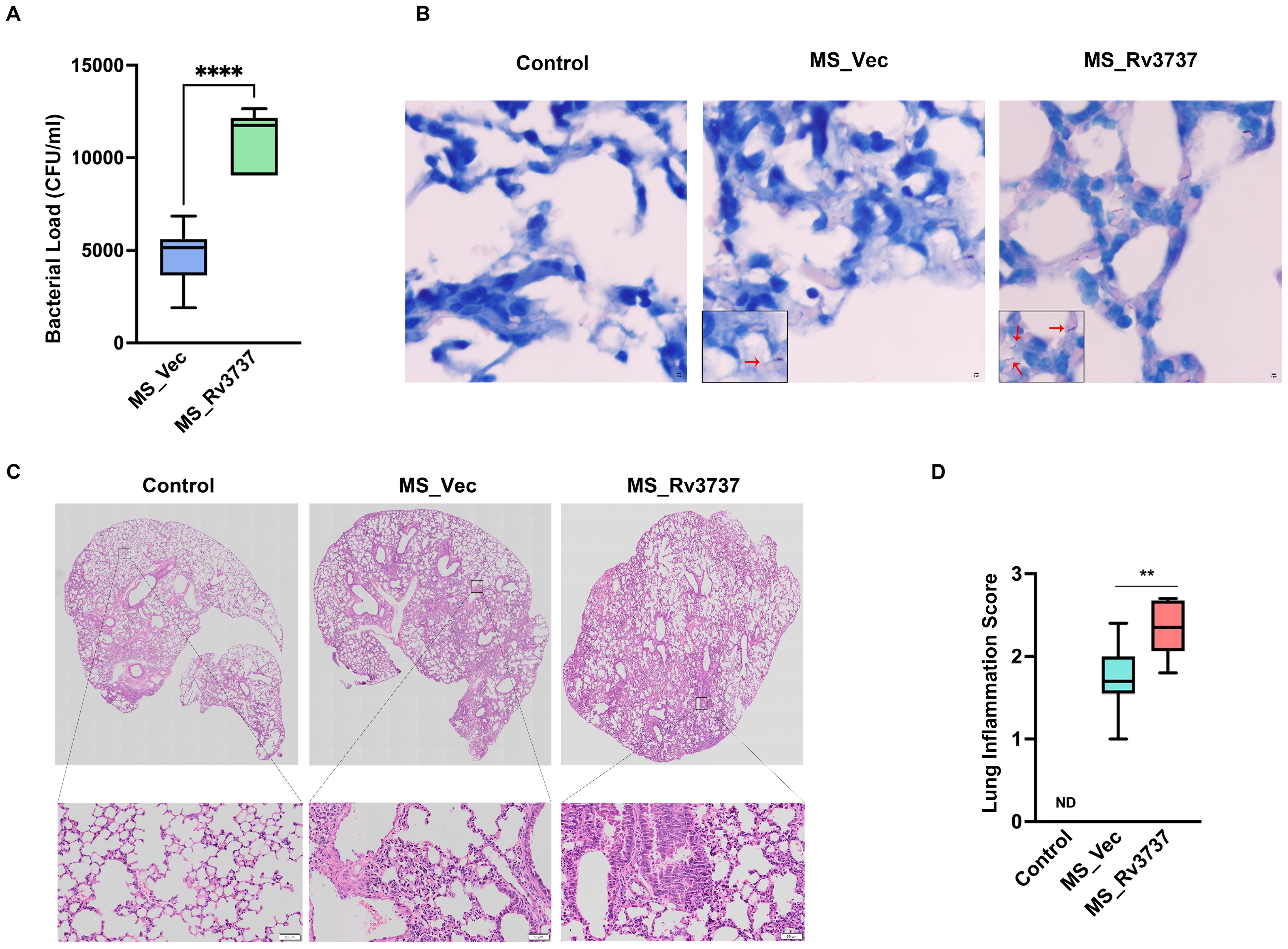 (A) Box plot comparing CFU/ml between MS_Vec and MS_Rv3737, showing significantly higher values for MS_Rv3737. (B) Microscopic images comparing lung tissue in Control, MS_Vec, and MS_Rv3737, highlighting tissue differences. Insets show specific cellular details marked by red arrows. (C) Histological images of lung sections from Control, MS_Vec, and MS_Rv3737, with zoomed insets displaying cellular structure variations. (D) Box plot illustrating inflammation scores across Control, MS_Vec, and MS_Rv3737, showing increased scores in MS_Rv3737.