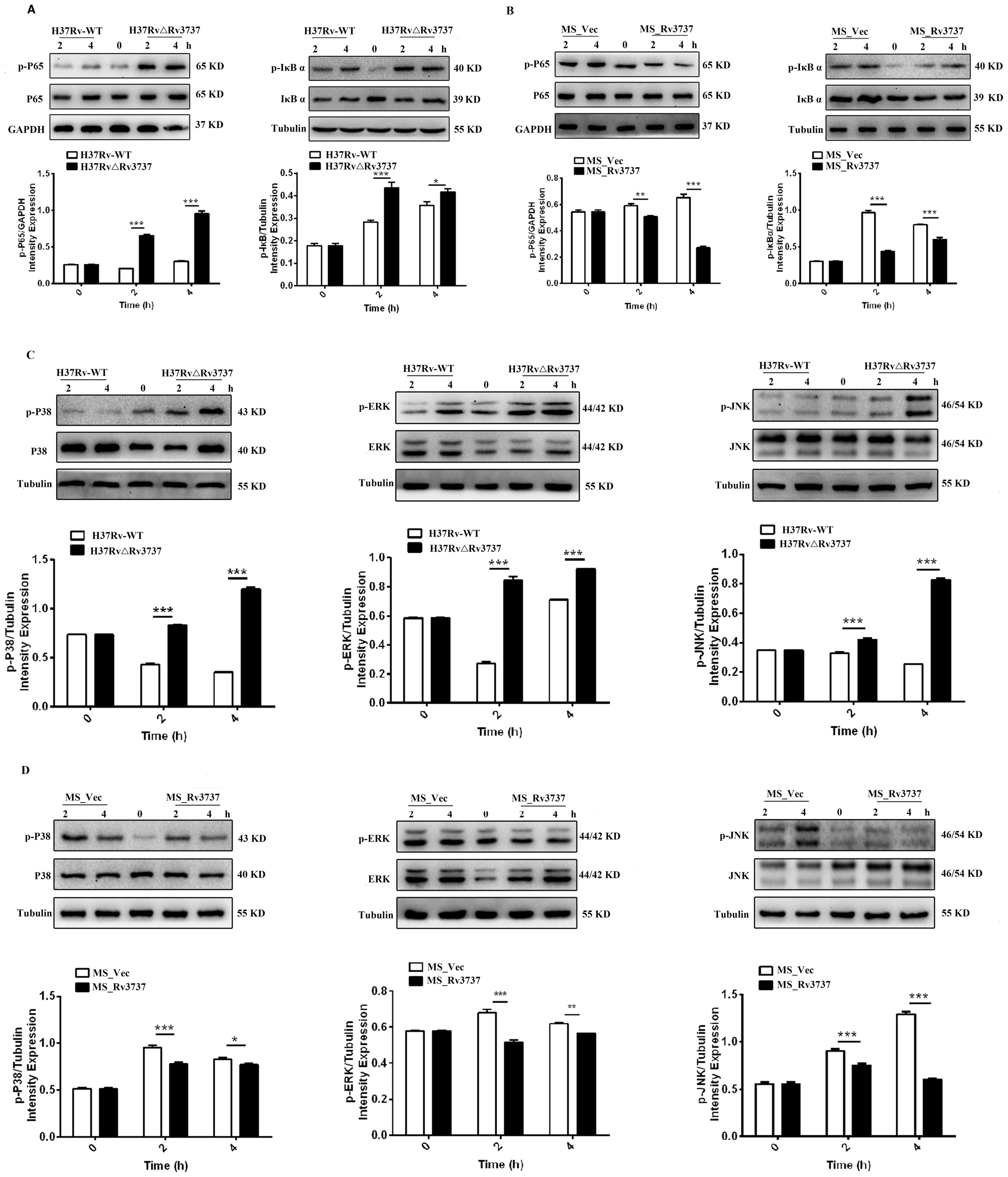 Western blot analysis showing protein expression levels of various signaling proteins in different experimental conditions. Panels A and B illustrate alterations in p-P65, IκBα, and their relative intensity expressions over time in H37Rv and MS strains. Panels C and D highlight changes in p-P38, p-ERK, and p-JNK, with corresponding quantitative graphs below. Each panel includes control indicators like GAPDH or tubulin. Statistical significance is indicated by asterisks, with bar graphs depicting protein expression changes across time points.