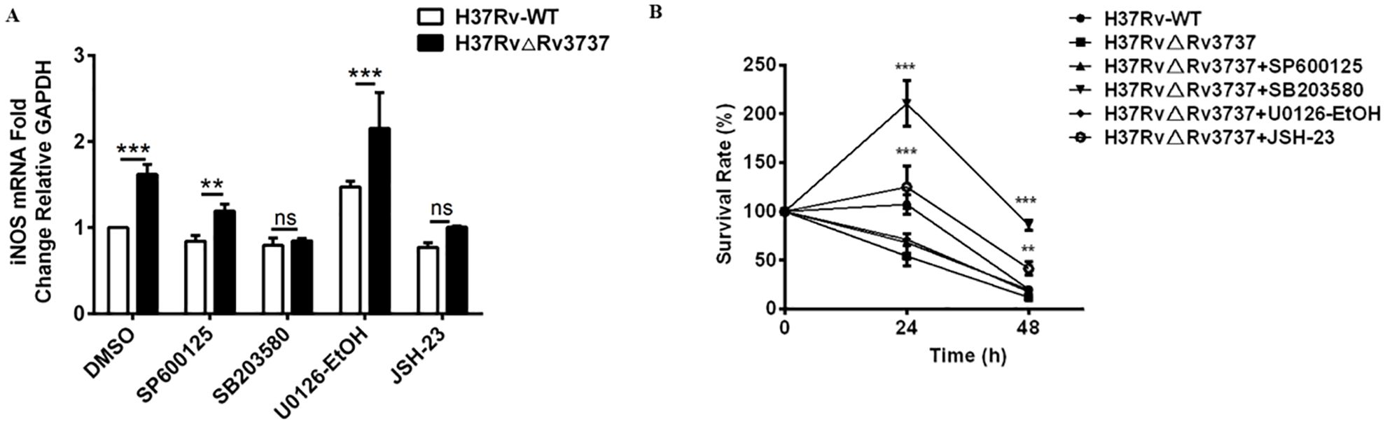 Panel A shows a bar graph comparing iNOS mRNA fold changes relative to GAPDH in H37Rv-WT and H37RvΔRv3737 strains under different conditions, with significant differences indicated. Panel B presents a line graph depicting survival rates over time for various strains, highlighting significant survival differences at 24 and 48 hours.