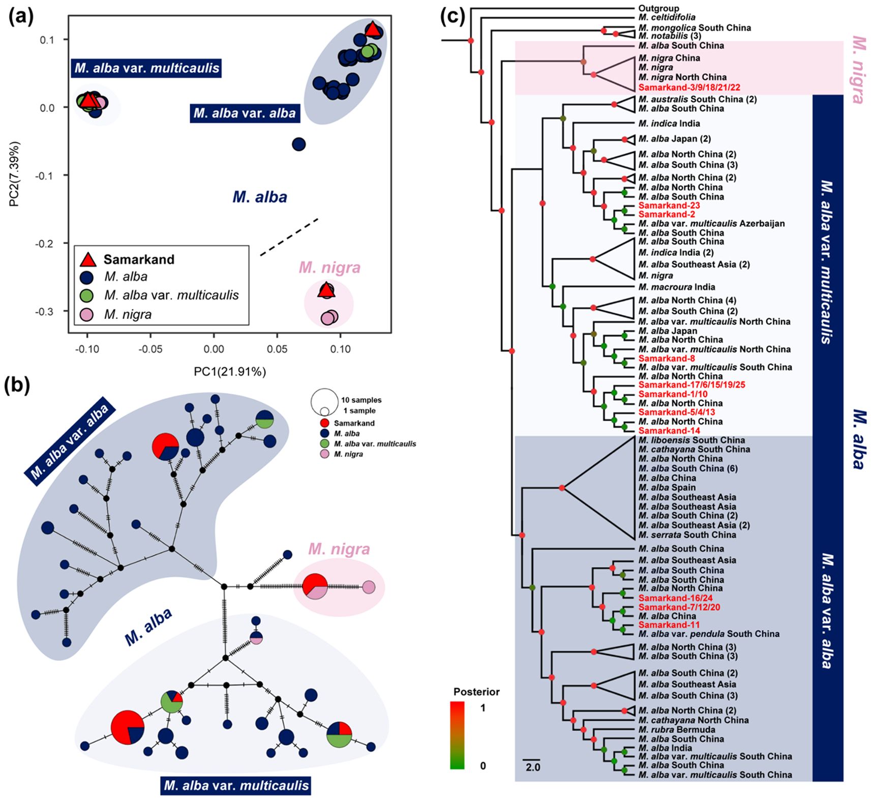 Principal Component Analysis (PCA) and phylogenetic network visualizations of Morus species. (a) PCA scatter plot shows clustering of *M. alba var. multicaulis*, *M. alba var. alba*, and *M. nigra* with different markers. (b) Phylogenetic network with colored segments representing different Morus samples and highlighting prominent clusters. (c) Phylogenetic tree displays hierarchical relationships among Morus species with posterior probability values indicated by color intensity.