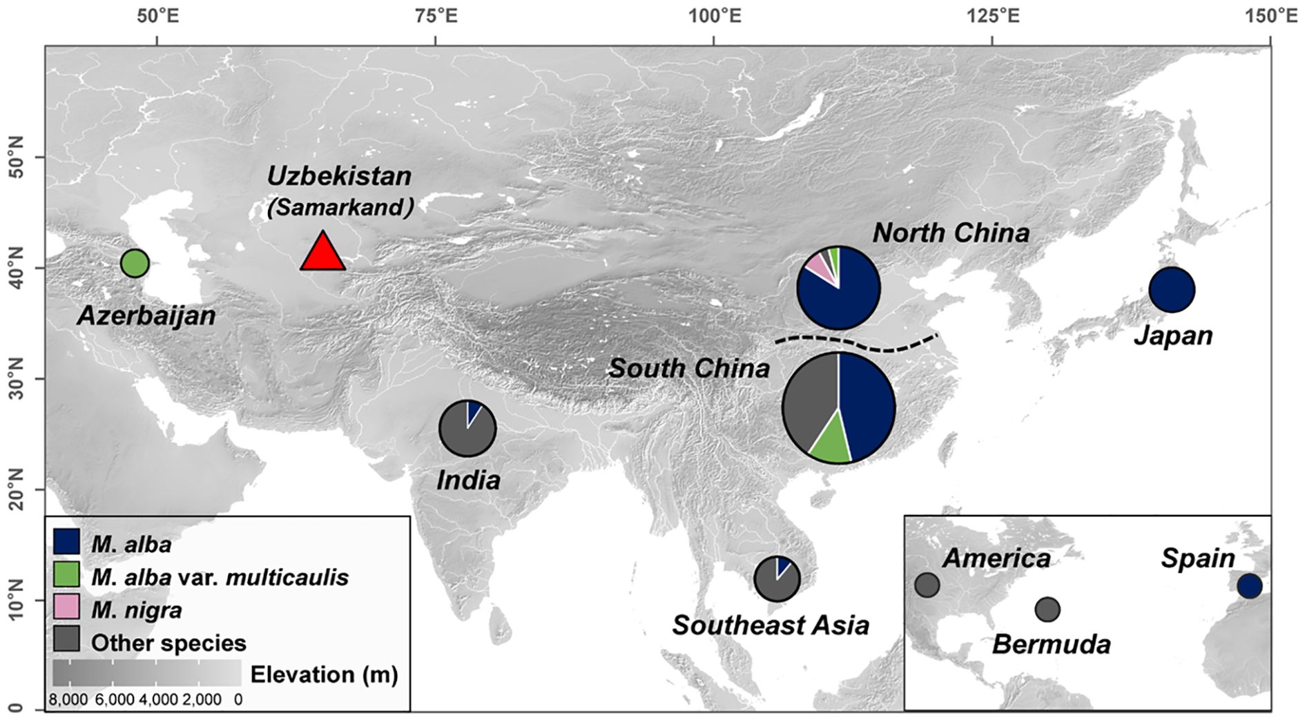 Map showing the distribution of mulberry species across various regions, including Azerbaijan, Uzbekistan, India, China, Japan, Southeast Asia, America, Spain, and Bermuda. Pie charts indicate the prevalence of M. alba, M. alba var. multicaulis, M. nigra, and other species. Elevation is depicted in grayscale, with a key indicating heights from 0 to 8000 meters.
