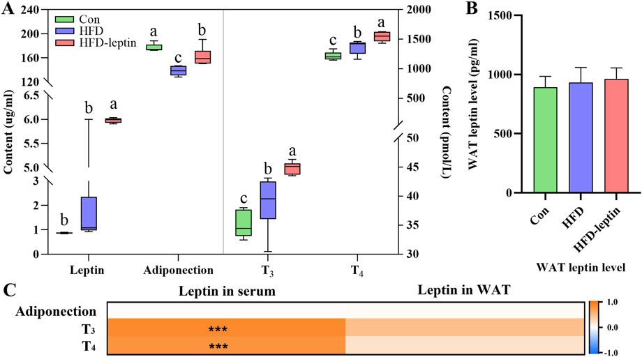 Panel A shows a box plot comparing the content of leptin, adiponectin T3 and T4 in the serum of mice under three conditions: Con, HFD, and HFD-leptin. Panel B presents a bar graph of WAT leptin levels across the same conditions. Panel C displays a heat map showing the interaction between leptin and adiponectin in serum and WAT, with significant differences marked by asterisks.