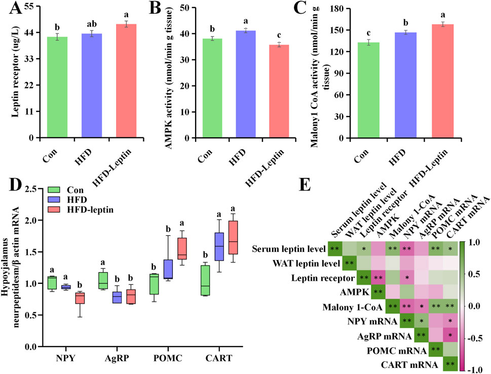 Bar graphs and a box plot compare the effects of dietary treatments: Control, High-Fat Diet (HFD), and HFD with Leptin, on various indicators. A) Leptin receptor levels are highest in HFD-leptin group. B) AMPK activity peaks in HFD group. C) Malony1-CoA activity is highest in HFD-leptin group. D) mRNA of hypothalamic neurpeptides vary; NPY is lowest in HFD-leptin group, AgRP is lower in HFD and HFD-leptin group than that in Con group, POMC and CART are higher in HFD-leptin than Con group, and CART in HFD group is higher than that in Con group. E) A correlation matrix shows significant relationships among factors, denoted by asterisks, with positive correlations in green and negative in pink.