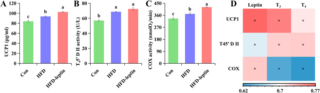 Bar charts and a heatmap displaying UCP1 levels, T4'5 D II activity, and COX activity across control (Con), high-fat diet (HFD), and HFD-leptin groups. Panels A, B, and C show increasing trends from Con to HFD-leptin, with statistical significance indicated by letters. Panel D is a correlation heatmap showing relationships between leptin, T3, T4, UCP1, T45’ D II, and COX, with varying shades indicating correlation strength.
