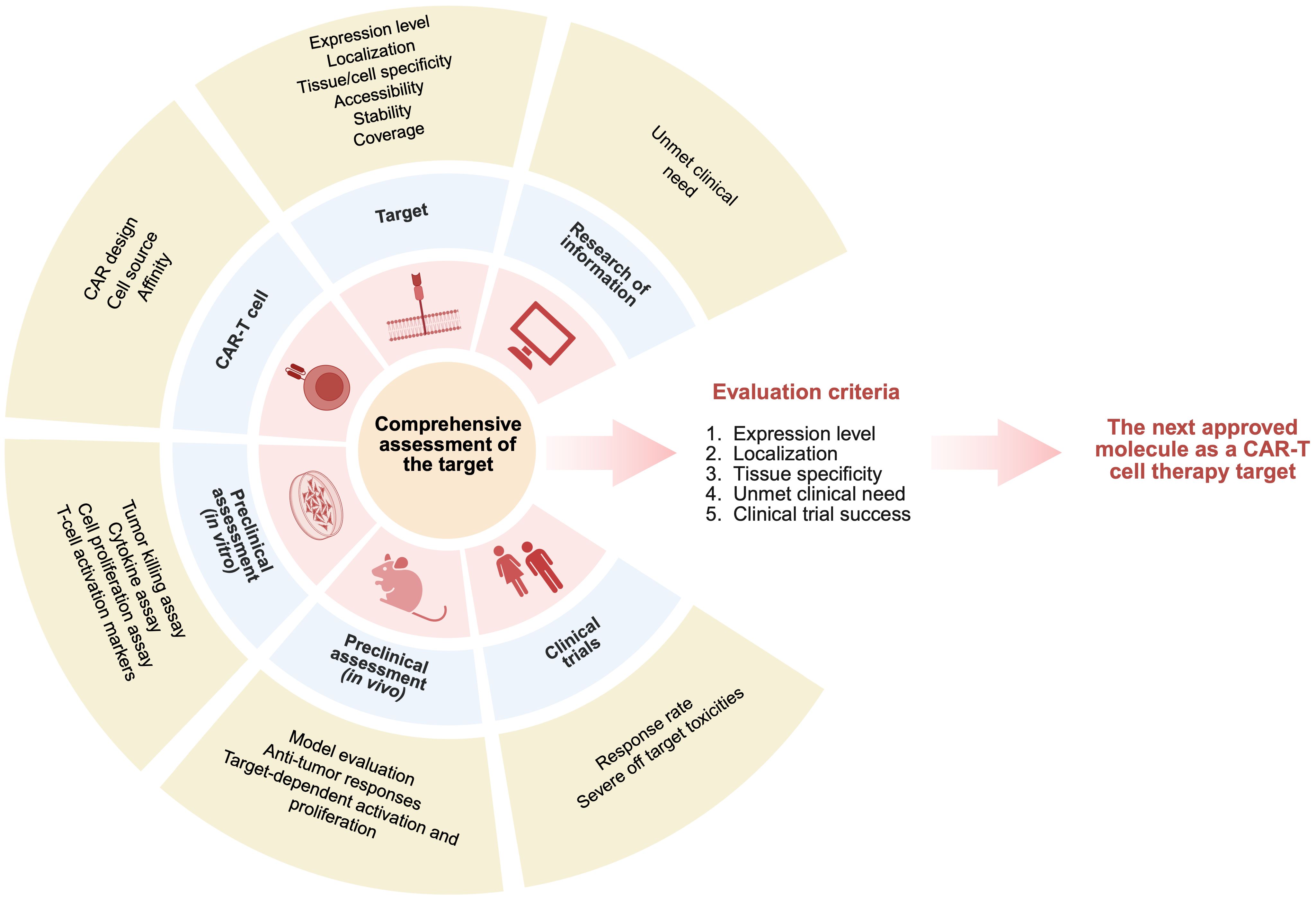Flowchart illustrating the comprehensive assessment of a CAR-T cell therapy target. The process involves sections on CAR design, target evaluation, research, preclinical assessments (in vitro and in vivo), and clinical trials. Key evaluation criteria are expression level, localization, tissue specificity, unmet clinical need, and clinical trial success, leading to approval as a CAR-T cell therapy target.