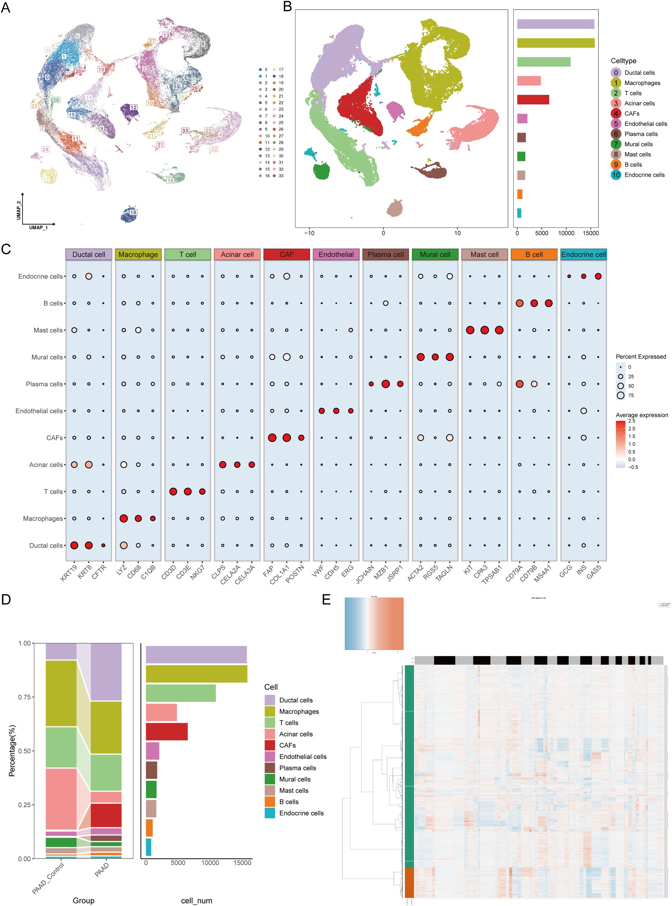 A composite image of five panels displaying cell analysis data. Panel A shows a UMAP plot of diverse cell clusters. Panel B features a similar plot with distinct regions identified by color, alongside a bar chart of cell types, such as ductal and immune cells. Panel C is a dot plot indicating gene expression levels across different cell types, where the size and color of dots represent expression levels. Panel D includes two bar charts: one demonstrates cell type percentages by group, and the other shows quantities. Panel E is a heatmap with a color gradient representing gene expression intensity, accompanied by a dendrogram.