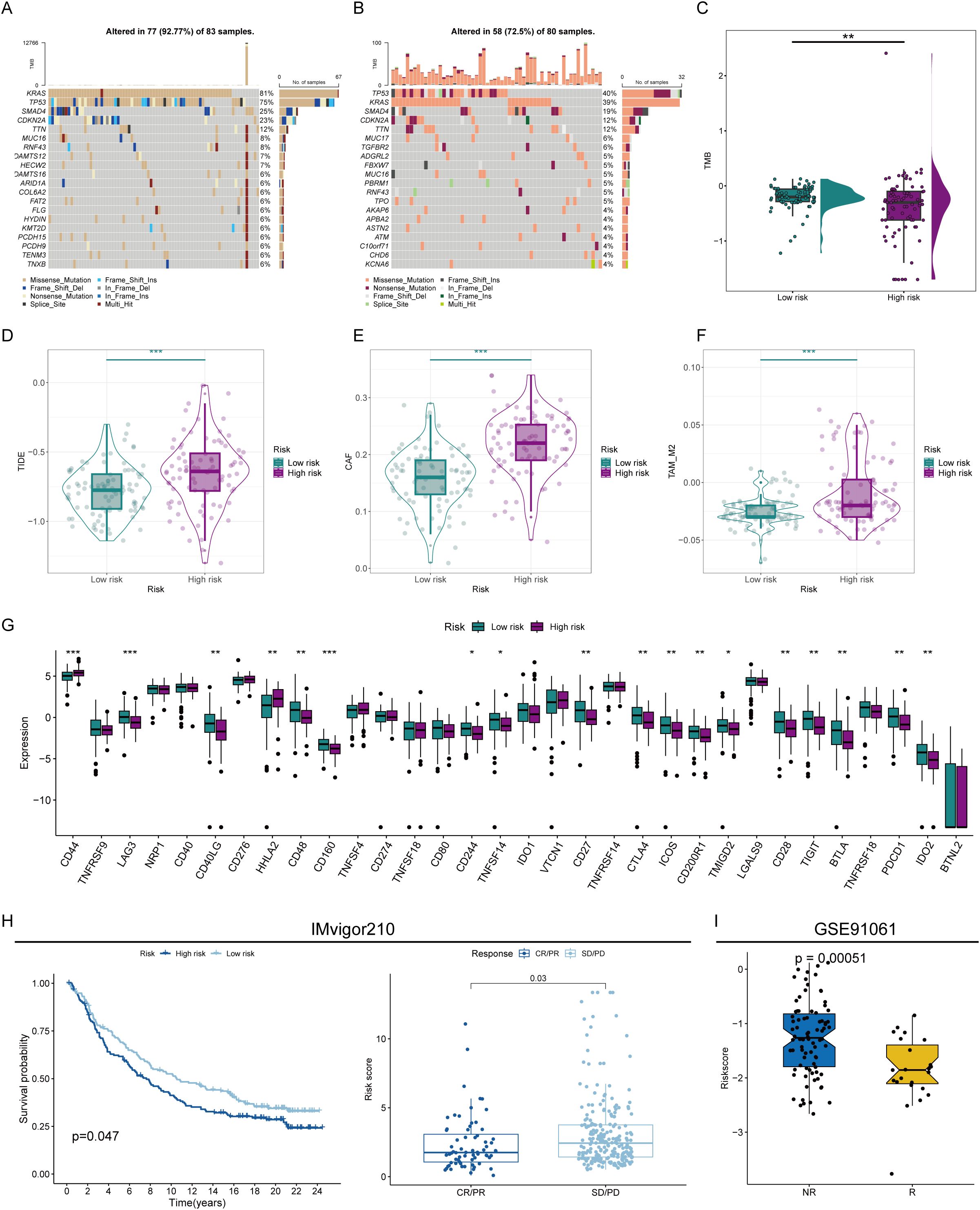 Panel A and B show mutation data for 83 and 80 samples, respectively. Panel C compares TMB values between low and high-risk groups. Panels D, E, and F display risk group comparisons for TIDE, CAF, and T-cell exclusion scores. Panel G presents expression levels of various genes across risk groups. Panel H illustrates a survival curve and risk score distribution for IMvigor210. Panel I shows risk scores for NR and R groups in GSE91061, highlighting statistical significance.