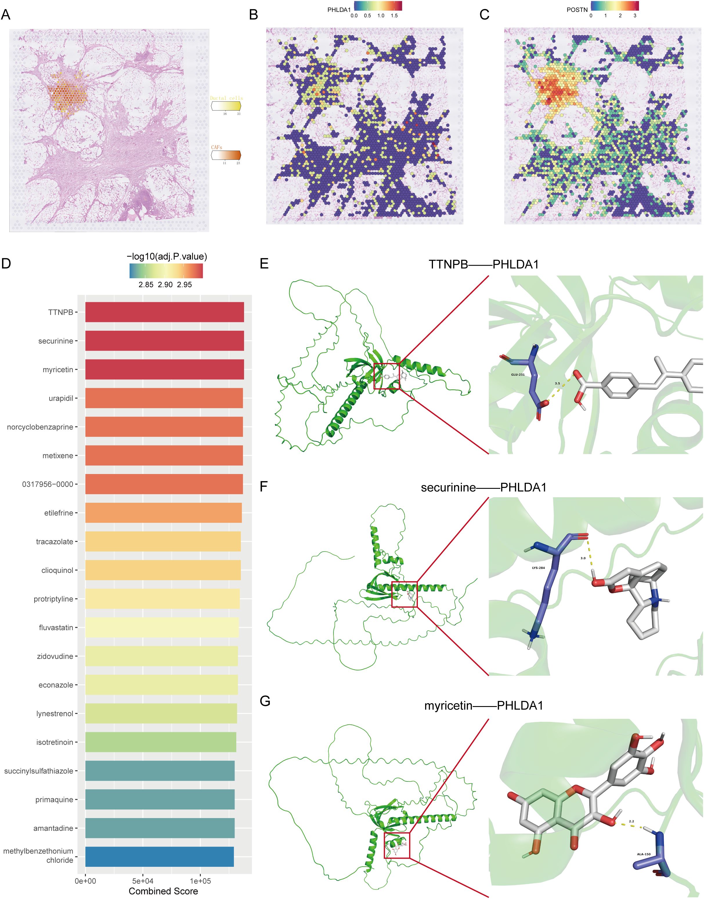 Composite image with multiple panels. Panel A shows histological tissue with color-coded areas labeled as PHLDA1 and POSTN. Panel B highlights regions labeled with PHLDA1 concentration gradient. Panel C shows a POSTN concentration map with varied intensity. Panel D presents a bar chart ranking compounds based on a statistical score, highlighting TTNPB, securinine, and myricetin. Panel E depicts a molecular structure interaction between TTNPB and PHLDA1. Panel F illustrates securinine interacting with PHLDA1, while Panel G shows myricetin's interaction with PHLDA1. Each molecular panel includes zoomed-in views of the interactions.