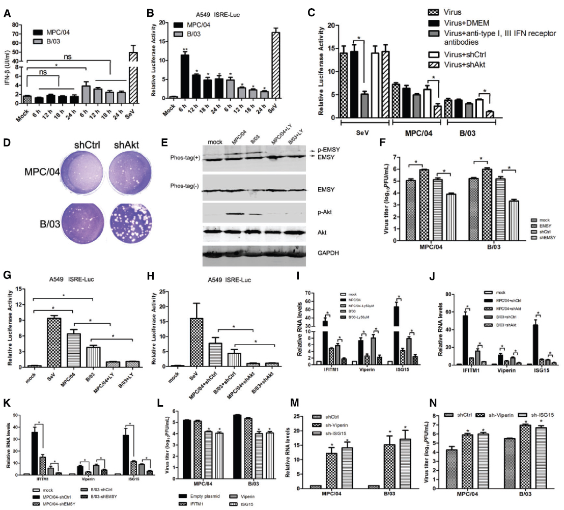 Frontiers | Blocking the PI3K/AKT pathway enhances mammalian