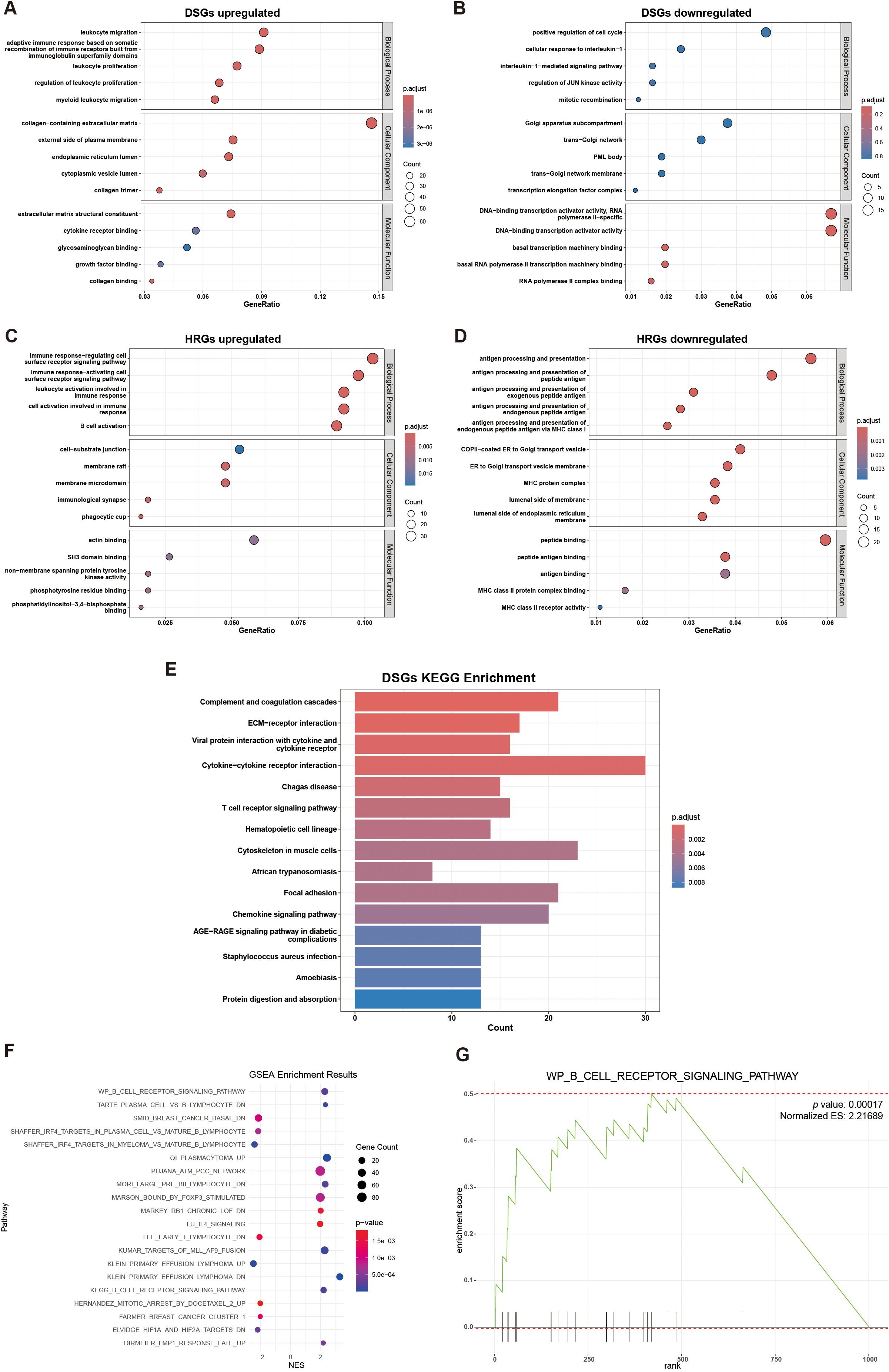 A multi-panel figure displays several data visualizations regarding gene expression and enrichment. Panels A and B show bubble plots for upregulated and downregulated DSGs, respectively, indicating terms such as leukocyte migration and DNA-binding transcription. Panels C and D display bubble plots for HRGs with terms like immune response and antigen processing. Panel E presents a bar chart illustrating KEGG enrichment for DSGs with pathways like cytokine interactions. Panel F features a bubble plot for GSEA enrichment results with pathways like B cell receptor signaling. Panel G shows a line graph of the B cell receptor signaling pathway enrichment score.
