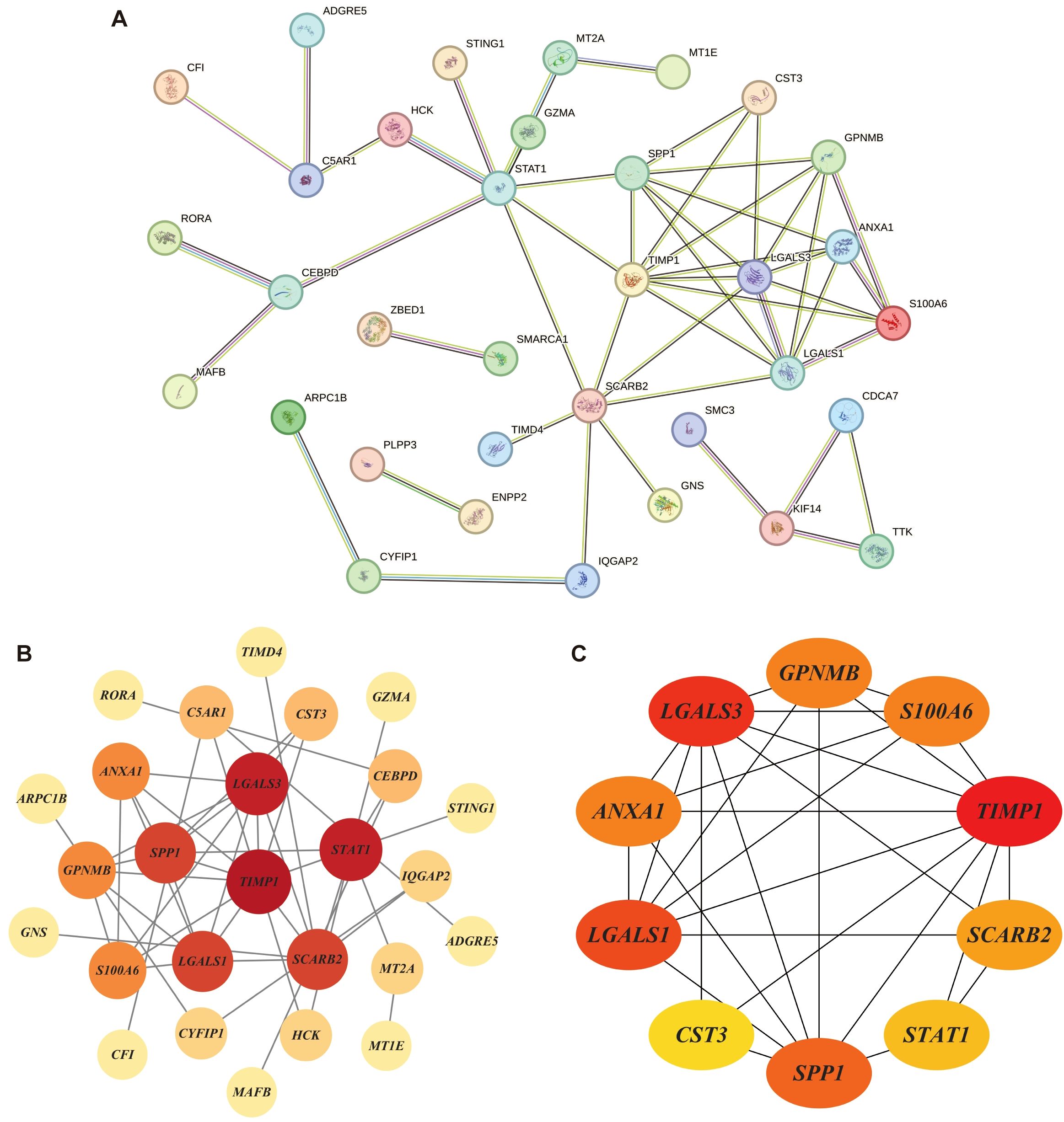 Three network diagrams illustrate protein interactions.   A: A complex network with multiple nodes and connections showing protein interactions within a system.  B: A simplified network highlighting key proteins with nodes of varying sizes and colors, indicating levels of interaction or significance.  C: A focused network detailing strong interactions between a select group of proteins, depicted with red and orange nodes suggesting higher significance or interaction strength.