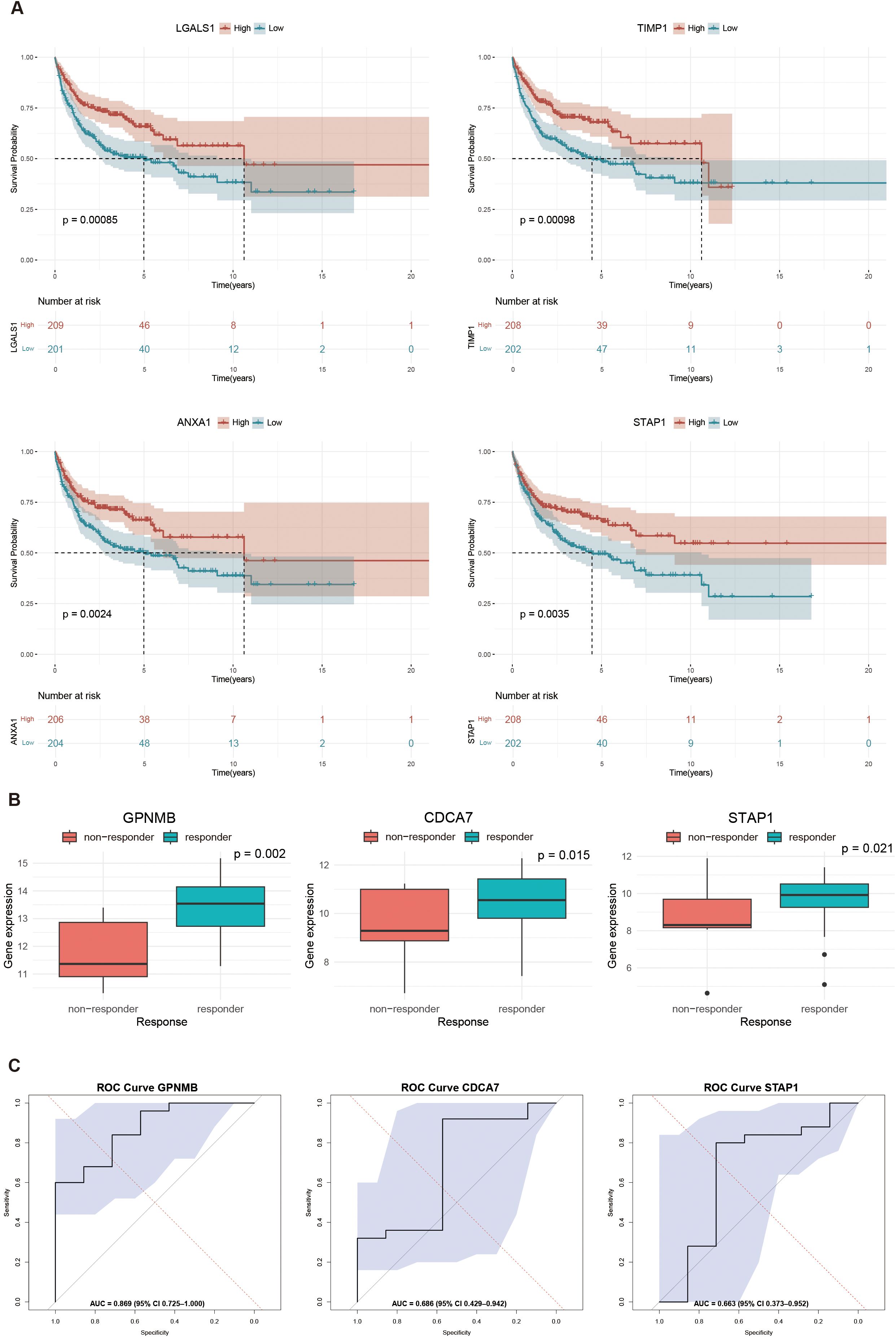A: Kaplan-Meier survival plots for LGALS1, TIMP1, ANXA1, and STAP1 show differences between high and low expression groups with p-values indicating significance. B: Box plots display gene expression levels of GPNMB, CDCA7, and STAP1 for responders and non-responders with significant p-values. C: ROC curves for GPNMB, CDCA7, and STAP1 display sensitivity and specificity, with areas under the curve noted for each.