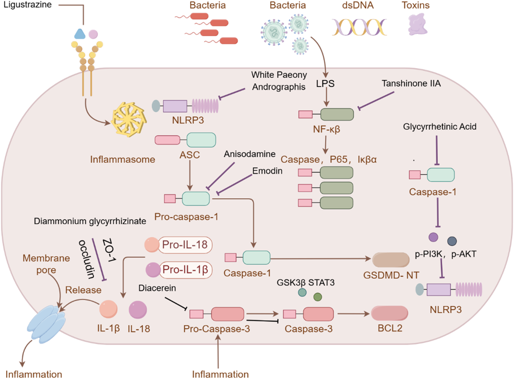 Diagram illustrating the interaction of various compounds and pathways affecting inflammation. Elements include bacteria, dsDNA, toxins, and compounds like Ligustrazine, which influence the NLRP3 inflammasome, ASC, pro-caspase-1, and caspase-1. Compounds such as TanⅢA and Emodin modulate pathways leading to IL-1β and IL-18 release, contributing to inflammation. Other elements like diammonium glycyrrhizinate and glycyrrhetinic acid inhibit parts of the process. Additional compounds impact NF-κβ and P65 signaling.