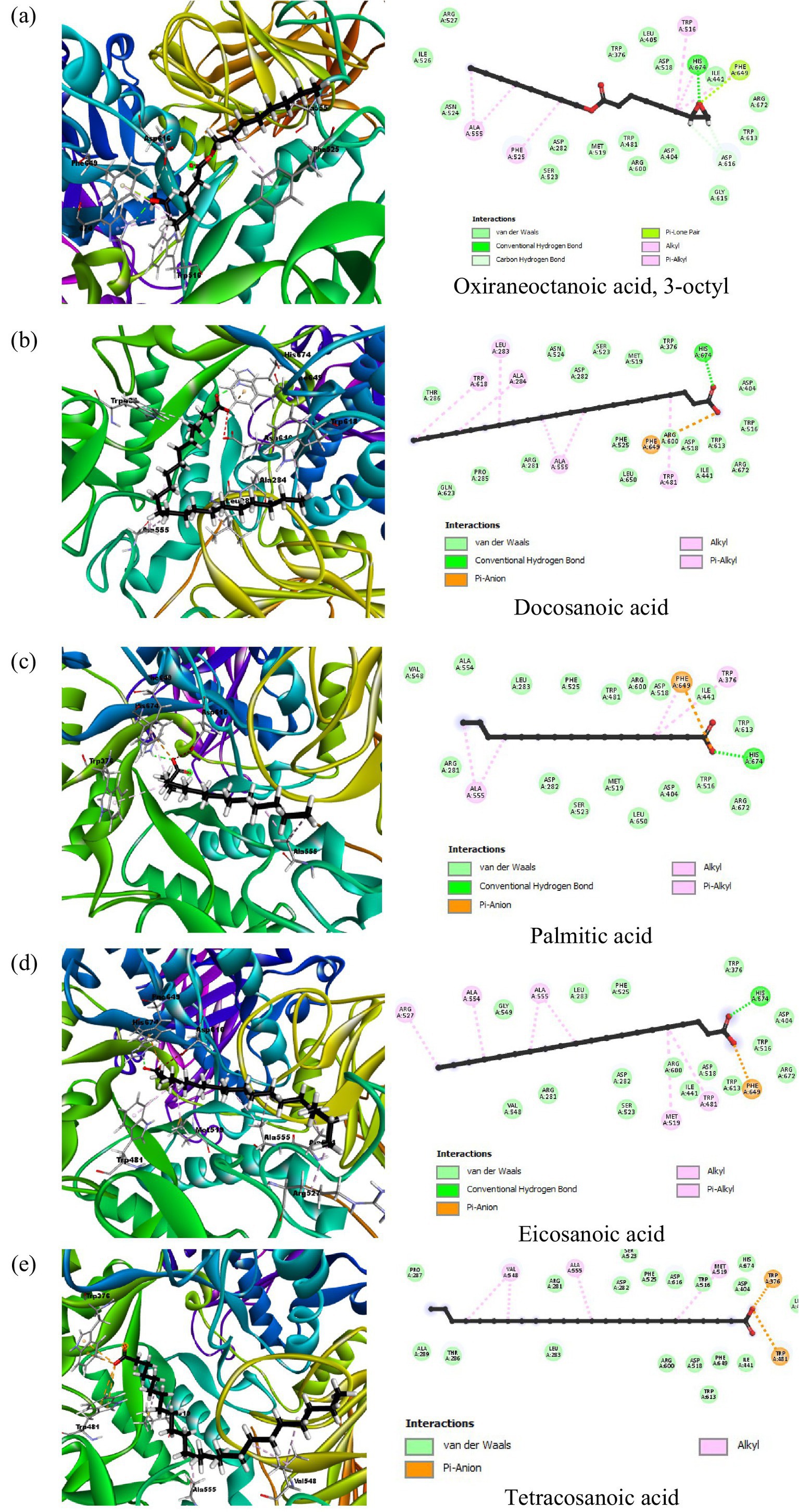 Molecular docking interactions of four fatty acids with specific proteins are shown. (a) Oxiraneoctanoic acid, 3-octyl, with interaction types such as Van der Waals and hydrogen bonds highlighted. (b) Docosanoic acid showing similar interaction types. (c) Palmitic acid with similar molecular interaction depiction. (d) Eicosanoic acid interactions are also detailed. Each panel combines a 3D model of the protein-ligand complex and a 2D interaction diagram illustrating various molecular interactions. Molecular illustration of tetracosanoic acid showing its interaction within a protein structure. The left panel depicts the 3D molecular environment in green, blue, and yellow, highlighting bonds. The right panel is a 2D schematic showing van der Waals, alkyl, and Pi-anion interactions. Legend indicates interaction types with corresponding colors.