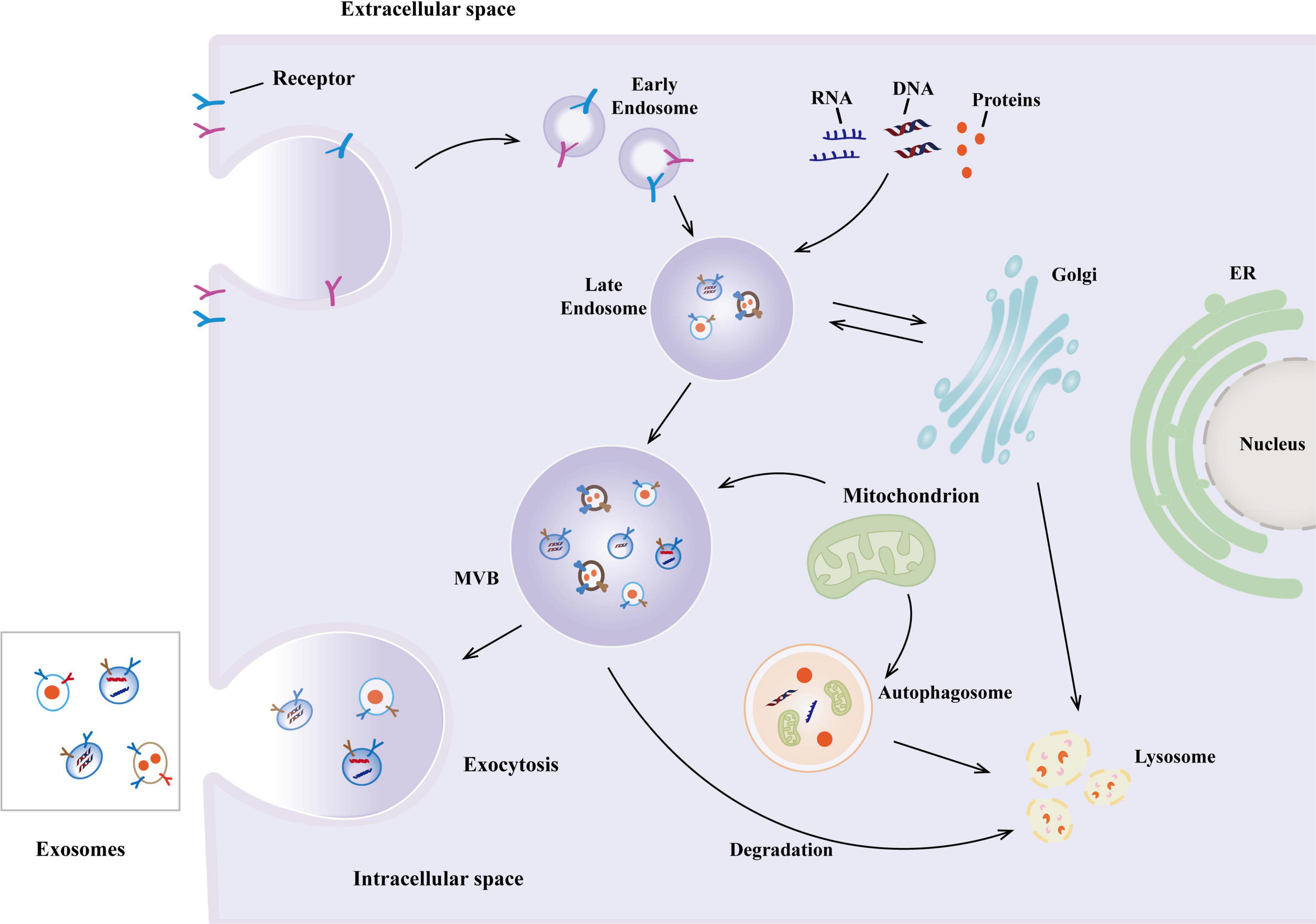 Diagram illustrating the process of endocytosis and exosome formation within a cell. It shows the movement of receptors, early and late endosomes in the extracellular and intracellular spaces. There is labeling of cellular components, such as Golgi, ER, nucleus, mitochondrion, autophagosome, and lysosome. The multivesicular body (MVB) progresses towards exocytosis, leading to exosome release. Additionally, RNA, DNA, and proteins are depicted moving through the process.
