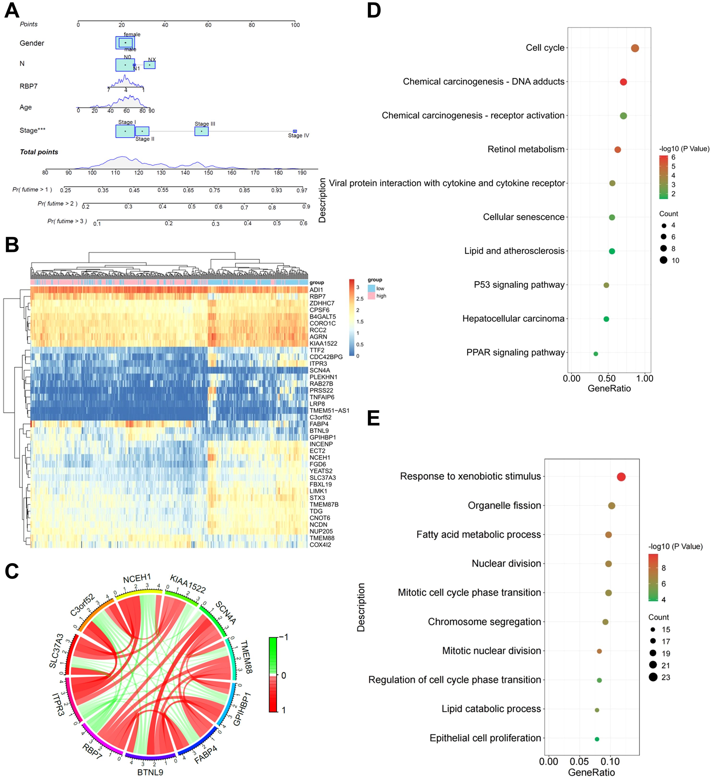 A montage of bioinformatics visualizations is shown. Panel A is a nomogram for predicting outcomes based on factors like gender, age, and stage. Panel B displays a heatmap of gene expression, with rows representing genes and columns representing samples, color-coded from low (blue) to high (red) expression. Panel C is a circular chord diagram visualizing interactions between genes, with connections color-coded by interaction strength. Panel D is a dot plot showing pathways enriched in gene sets, with dots representing pathways, varying in size and color by gene ratio and P-value. Panel E is a similar dot plot focused on biological processes.