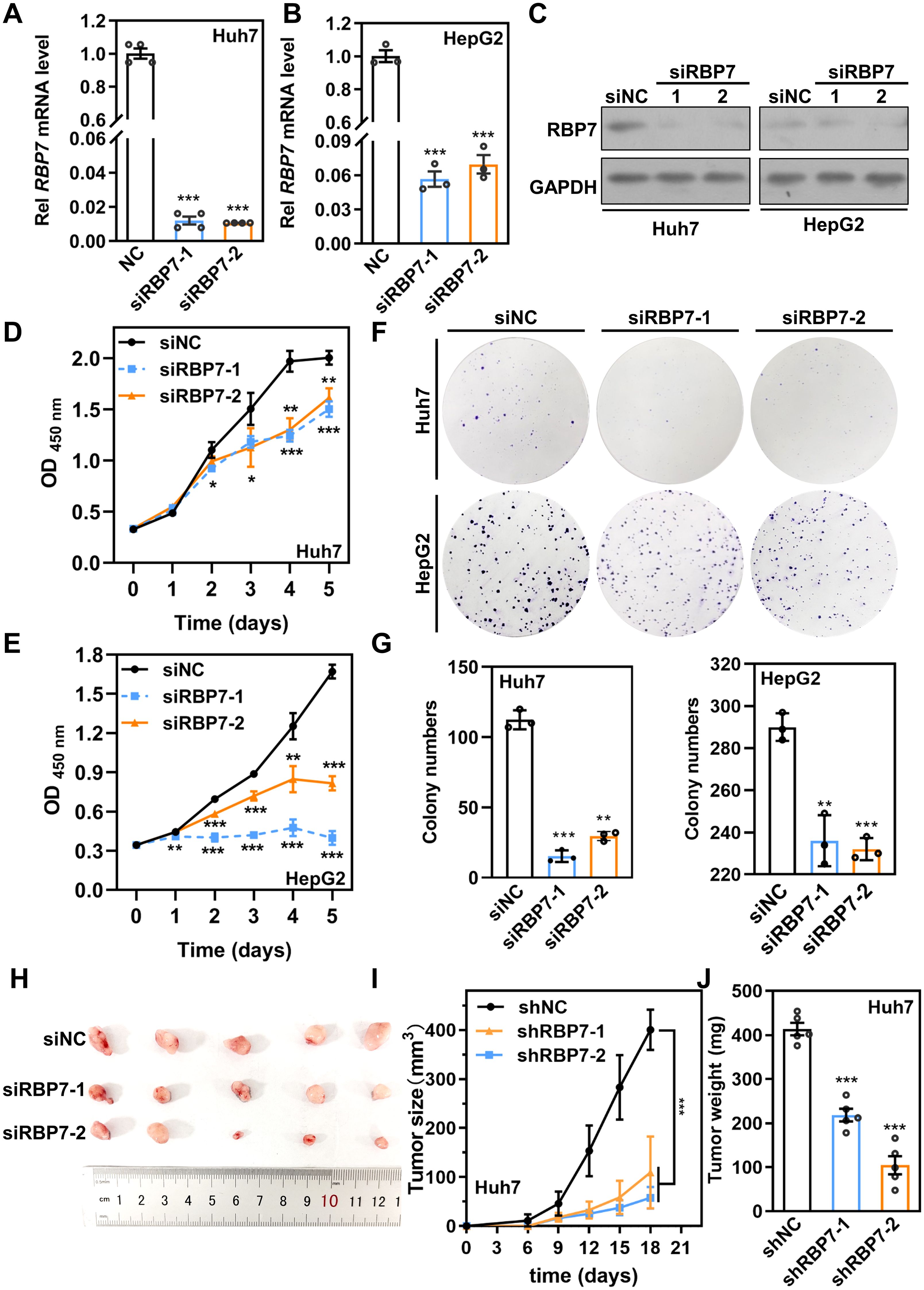 Graphs and images depict the effects of RBP7 silencing on Huh7 and HepG2 liver cancer cell lines. Panels A and B show reduced RBP7 mRNA levels with siRBP7 treatment. Panel C presents Western blots indicating decreased RBP7 protein expression. Panels D and E illustrate cell proliferation over time, demonstrating reduced growth with siRBP7. Panel F shows colony formation assays, indicating fewer colonies with siRBP7. Panel G quantifies these results. Panel H displays excised tumors, with Panel I showing tumor growth over time, and Panel J detailing tumor weight, all indicating significant suppression with siRBP7.