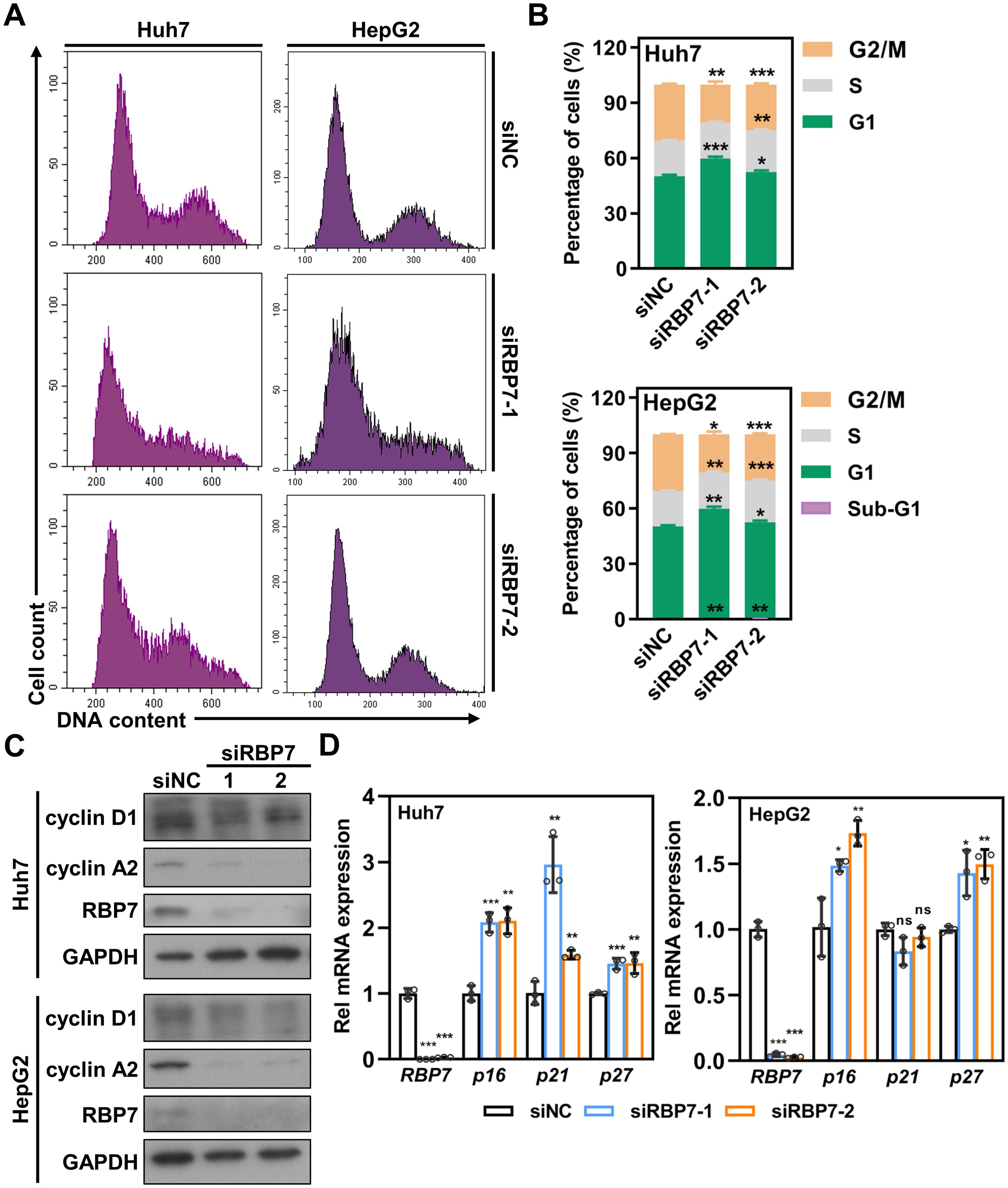 (A) Flow cytometry histograms of DNA content in Huh7 and HepG2 cells with different siRNA treatments. (B) Bar graphs showing cell cycle distribution percentages in Huh7 and HepG2 cells with siNC, siRBP7-1, and siRBP7-2. (C) Western blot analysis of cyclin D1, cyclin A2, RBP7, and GAPDH expression in Huh7 and HepG2 cells with indicated siRNA treatments. (D) Bar graphs of relative mRNA expression levels of RBP7, p16, p21, and p27 in Huh7 and HepG2 cells with siNC and siRBP7 treatments. Statistical significance is indicated with asterisks.